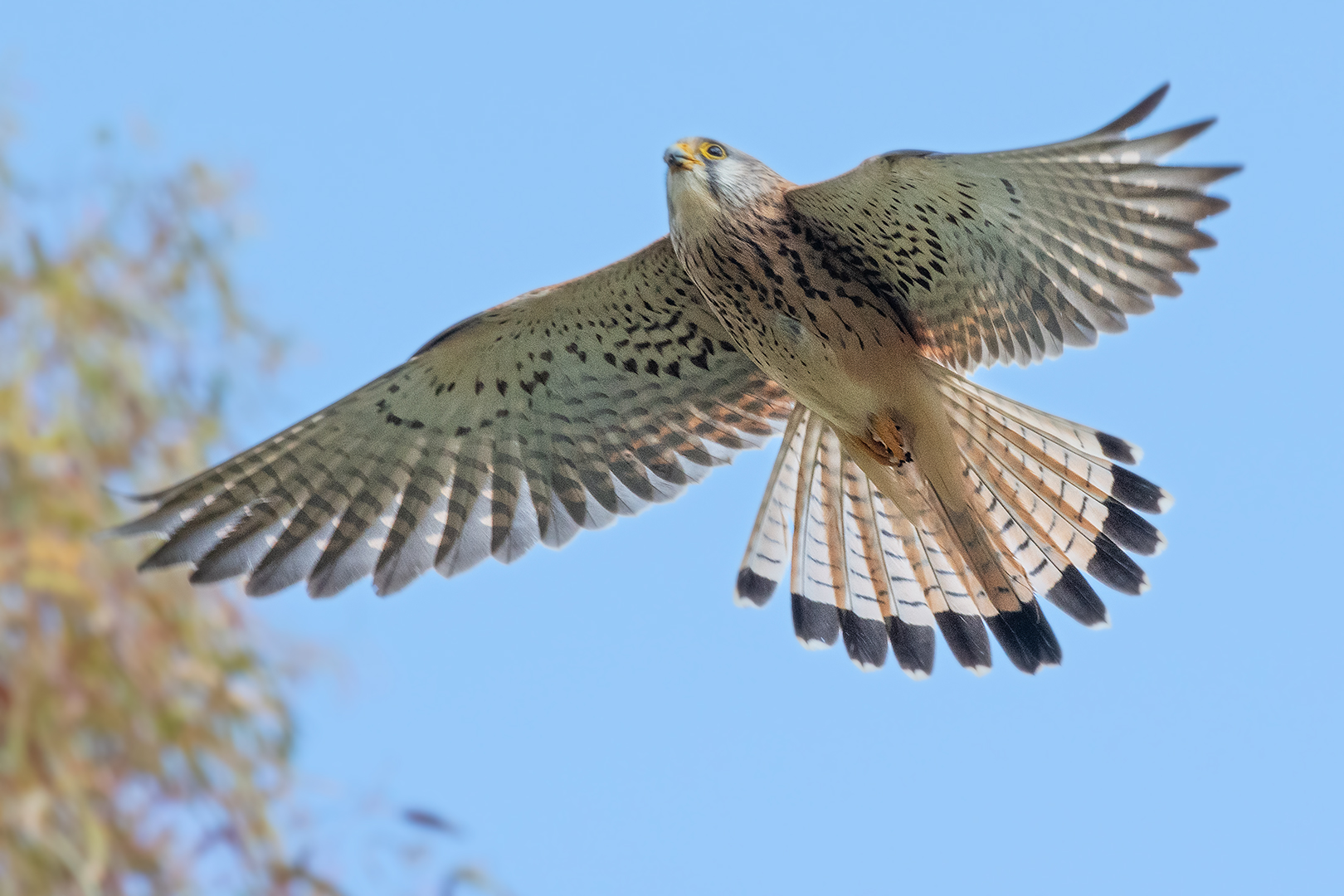 Lesser kestrel (female) in flight...