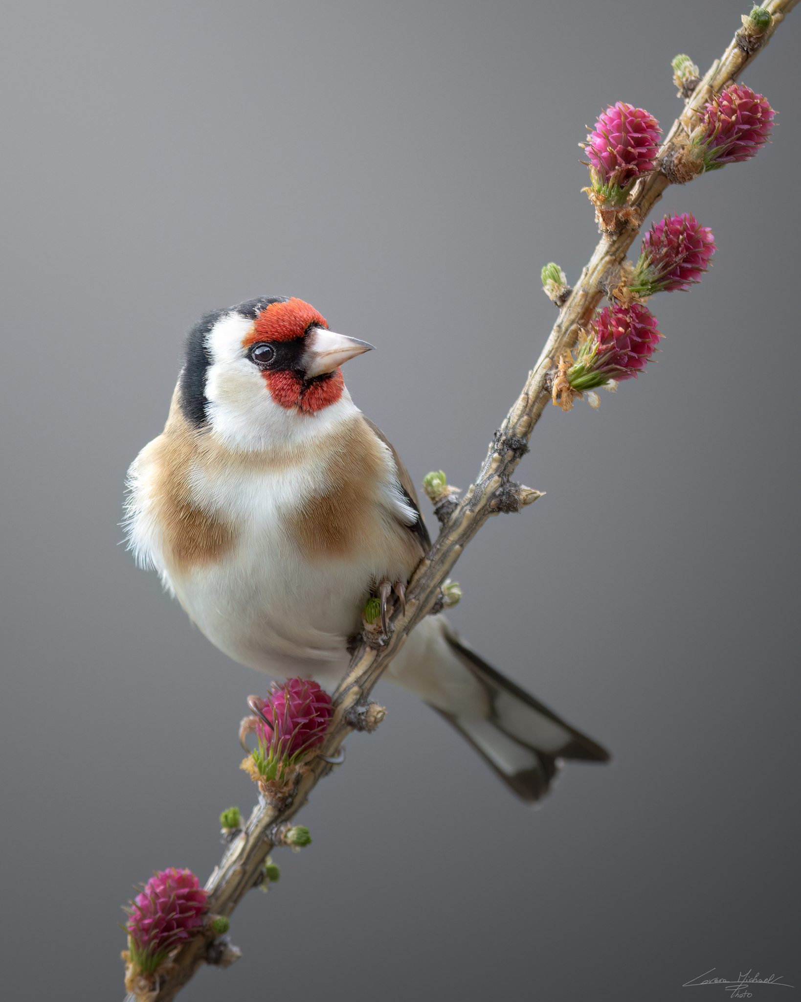 The spring goldfinch...