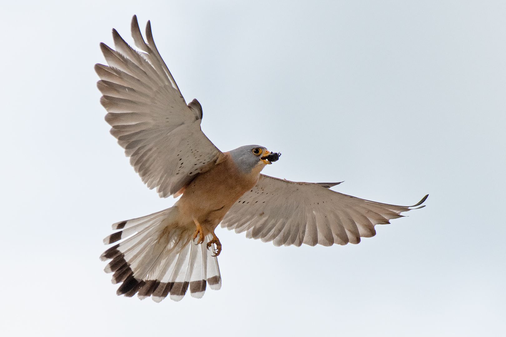 Lesser kestrel (male) in flight...