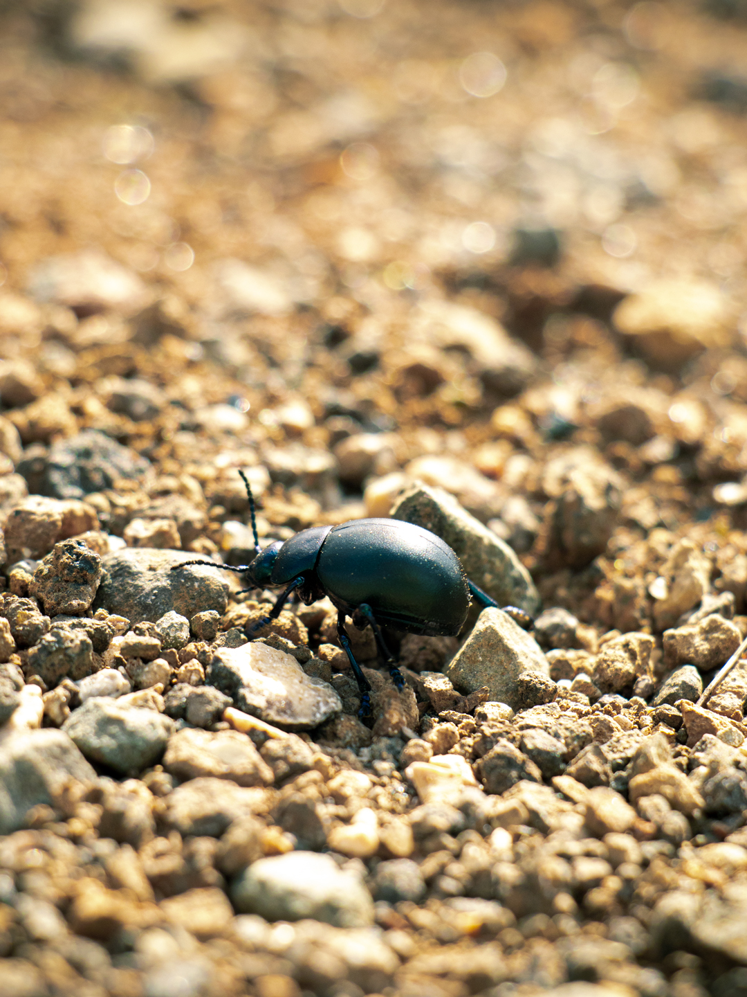 Beetle...