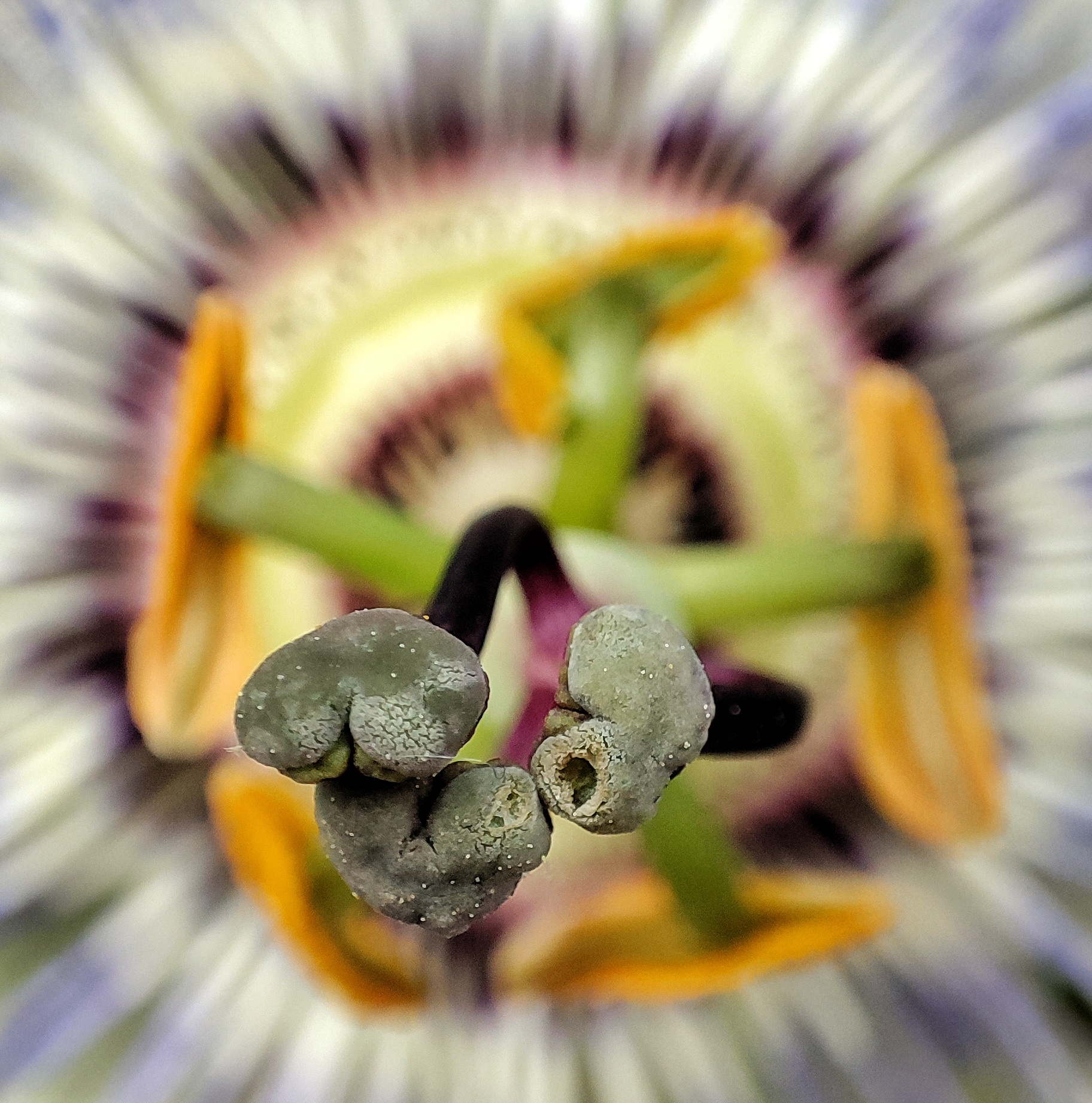 Passionflower ...