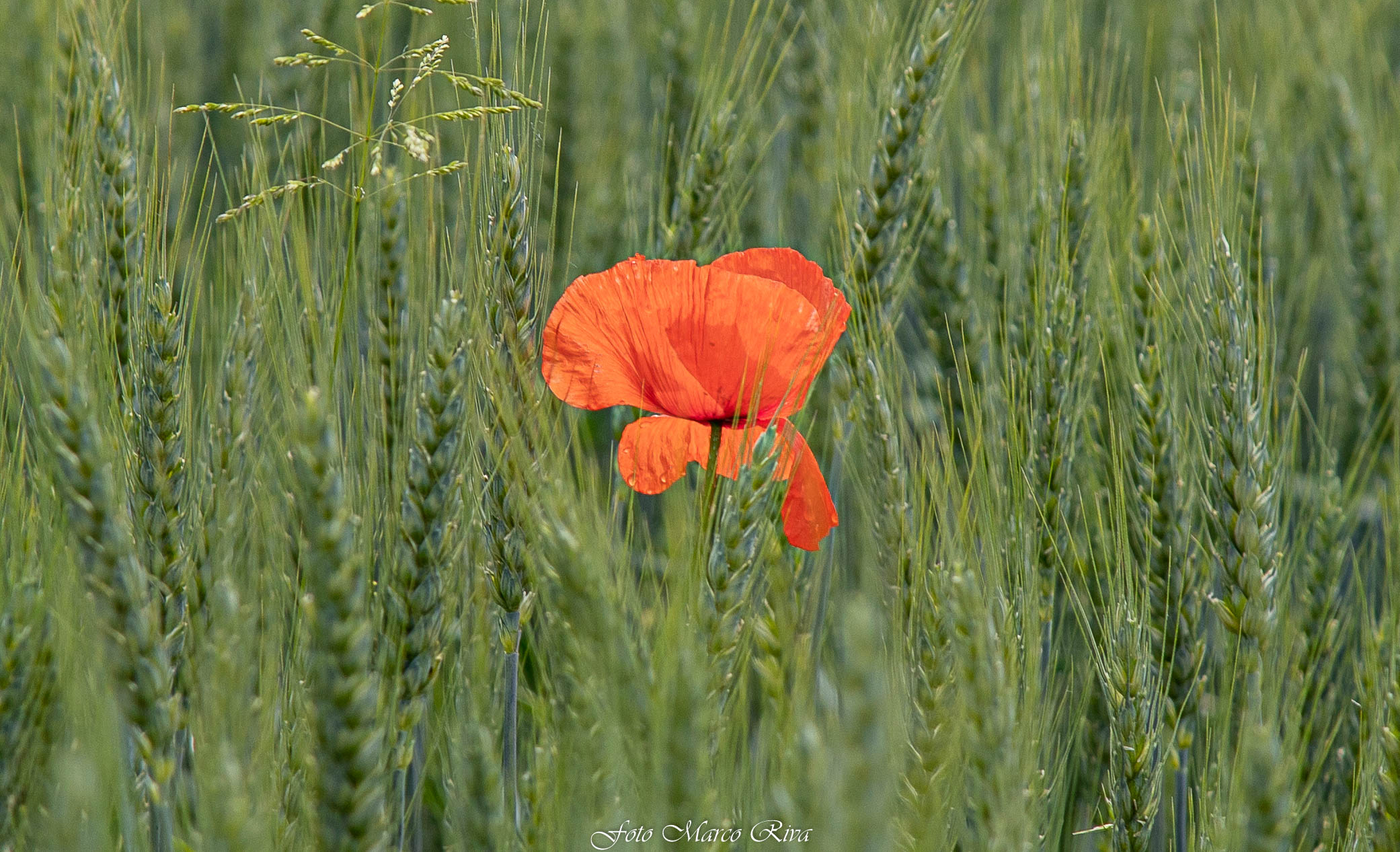 Poppy among the ears of wheat...