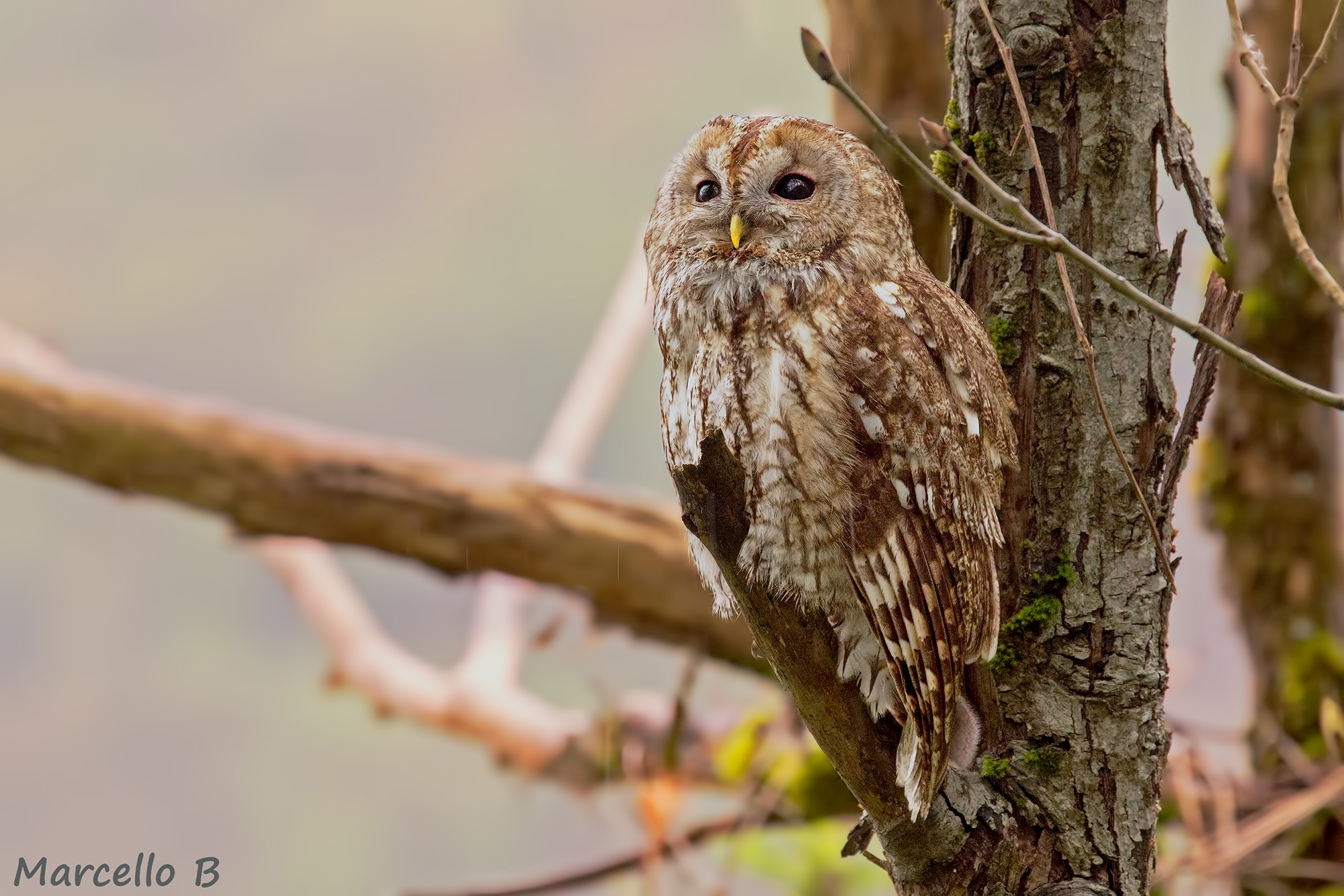 Allocco !!!  Tawny owl  (Strix aluco)  Alpi Apuane ....
