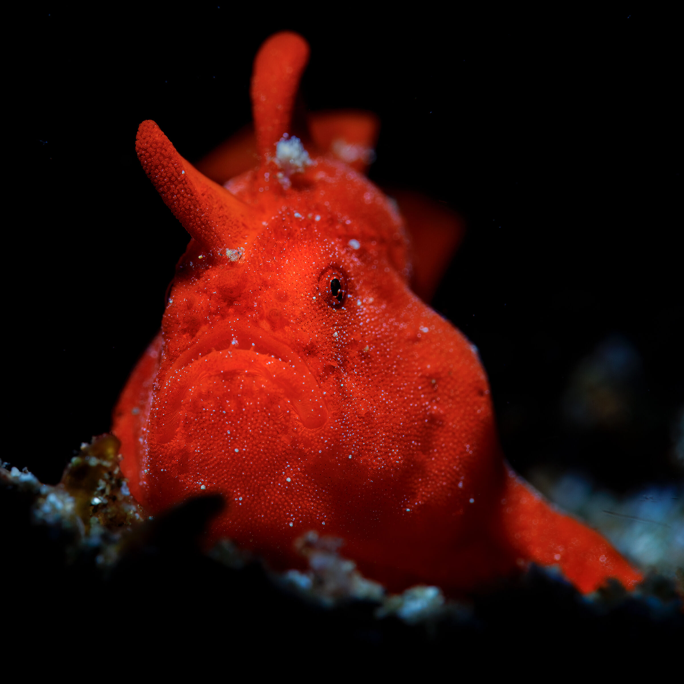 Red Frog Fish ...