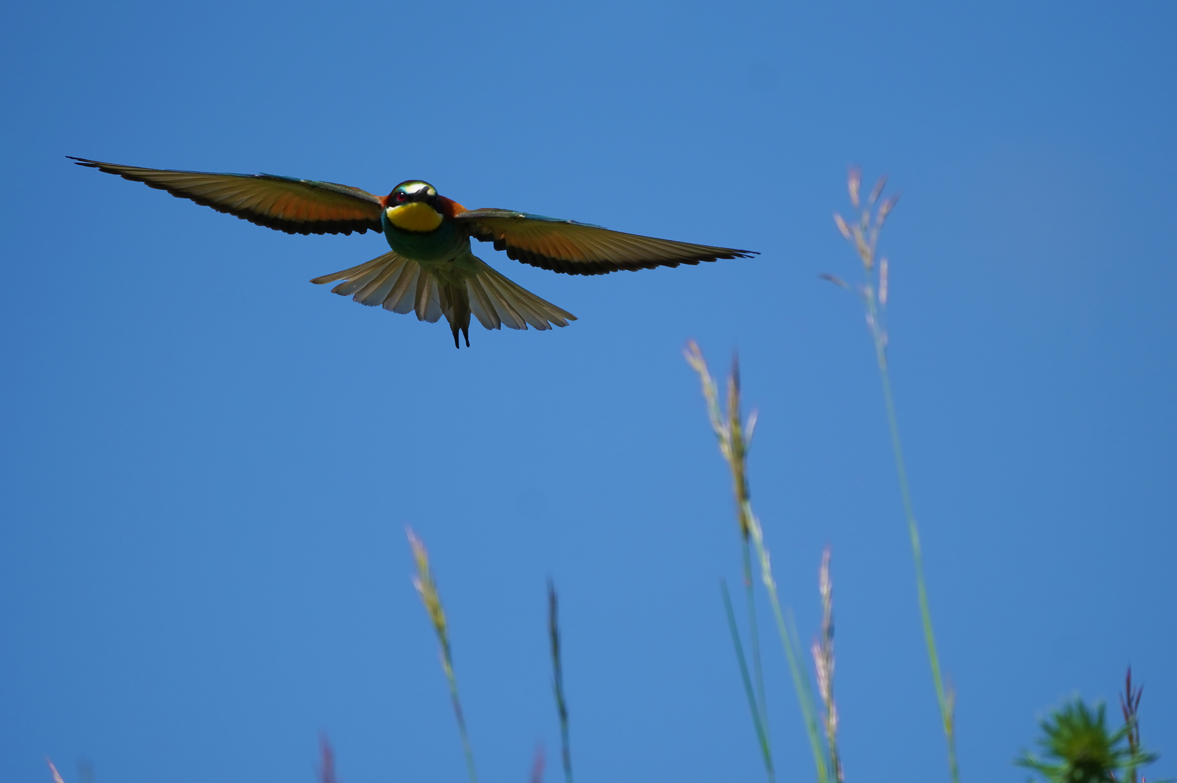 Bee-eater1...