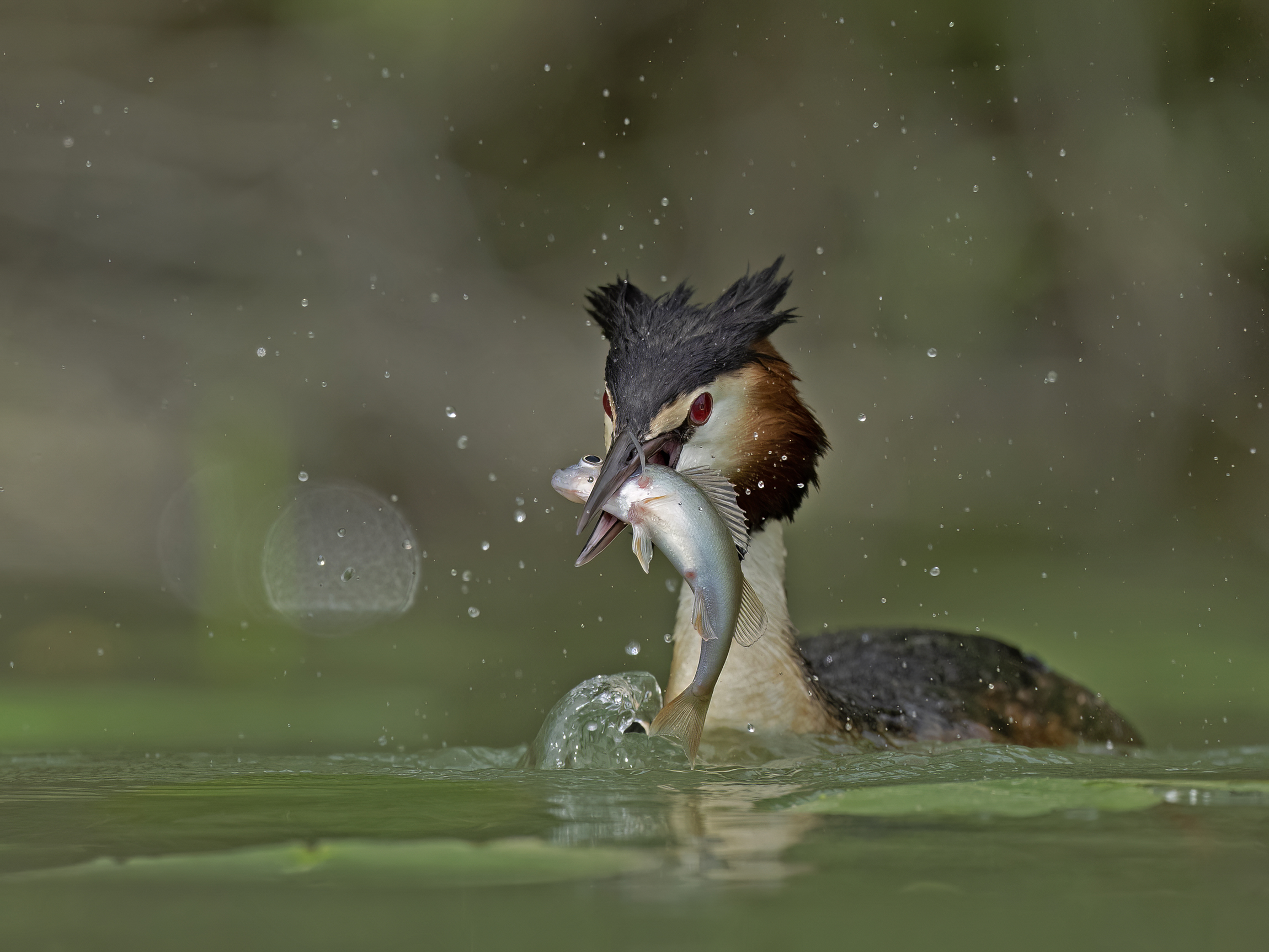 Great grebe with prey...