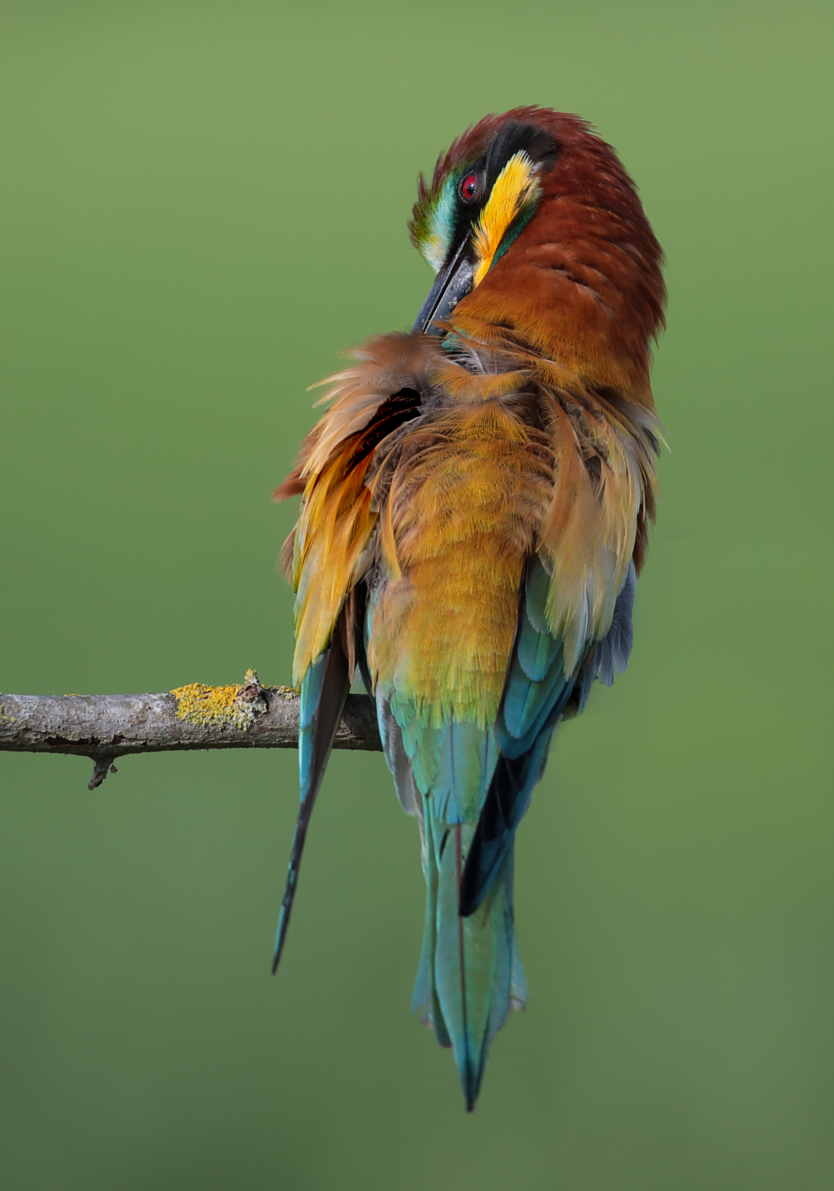 bee-eater....