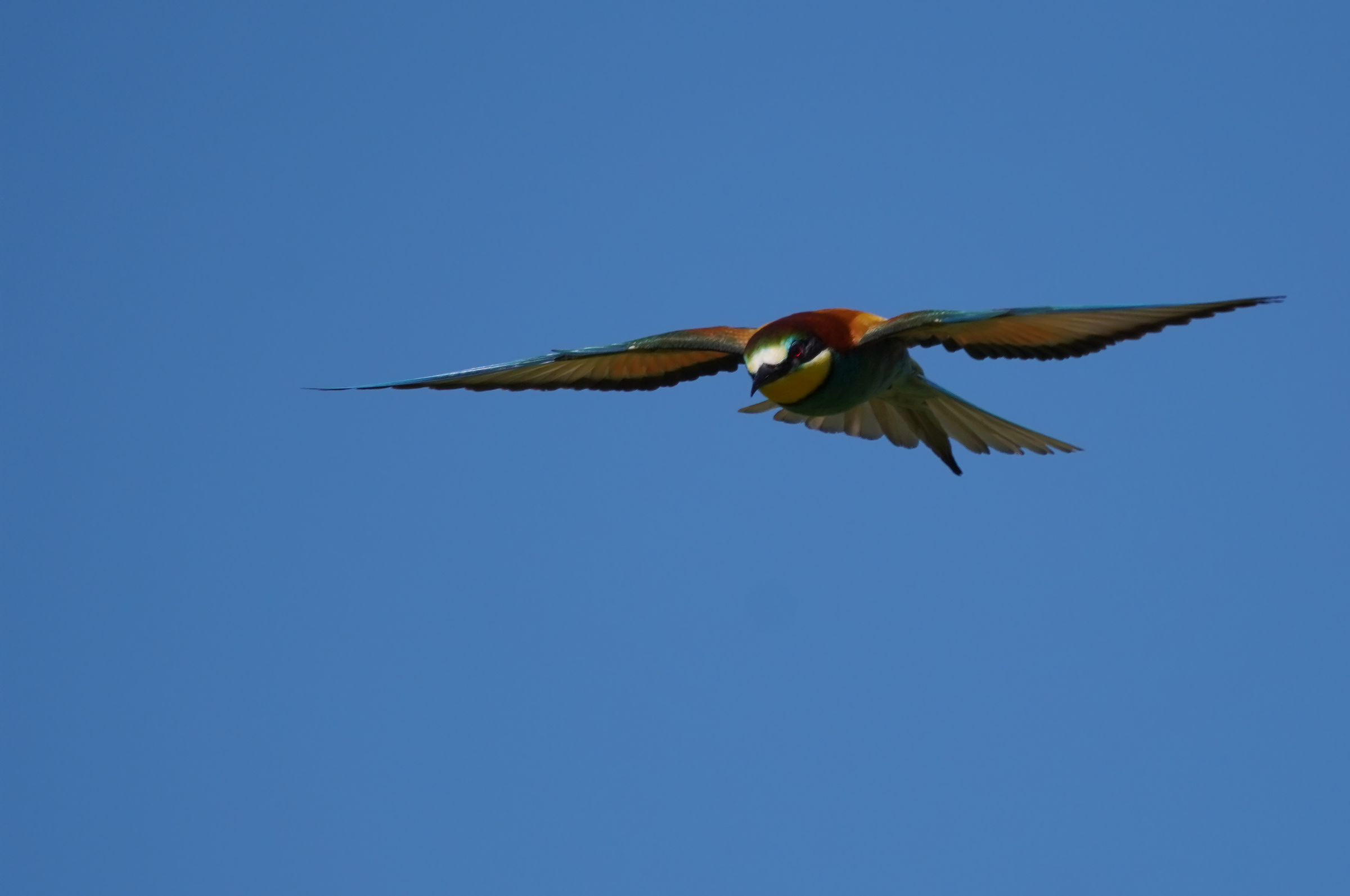 Bee-eater4...