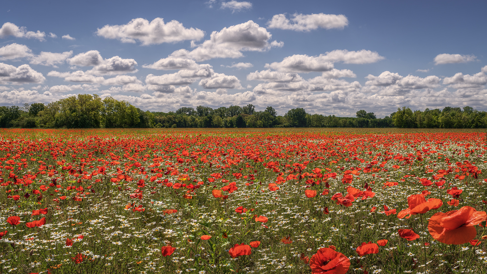 Clouds and poppies...