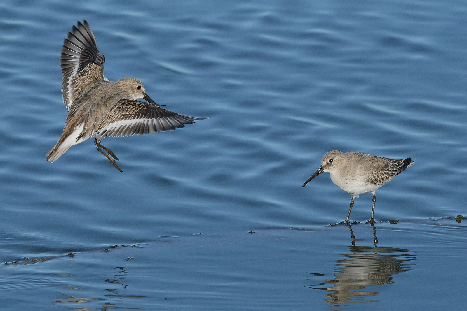 Sandpipers....