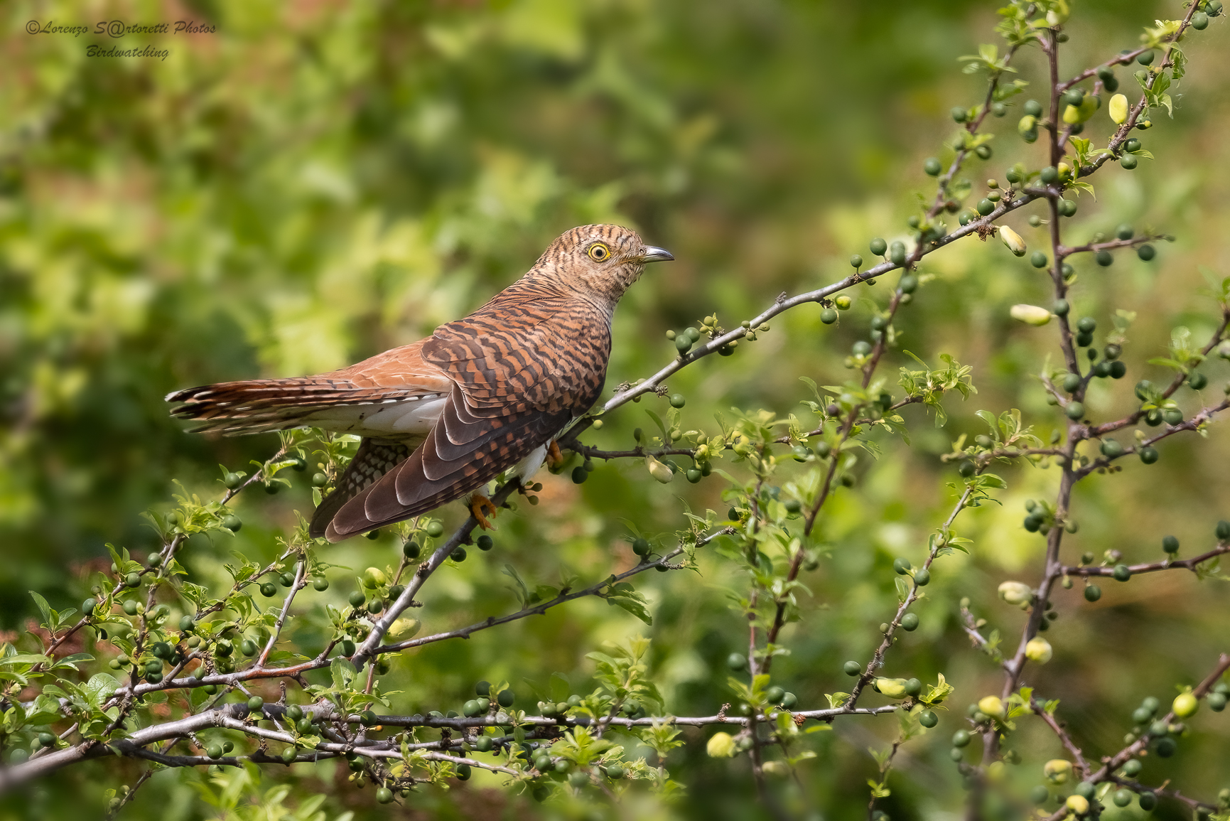 Female cuckoo...