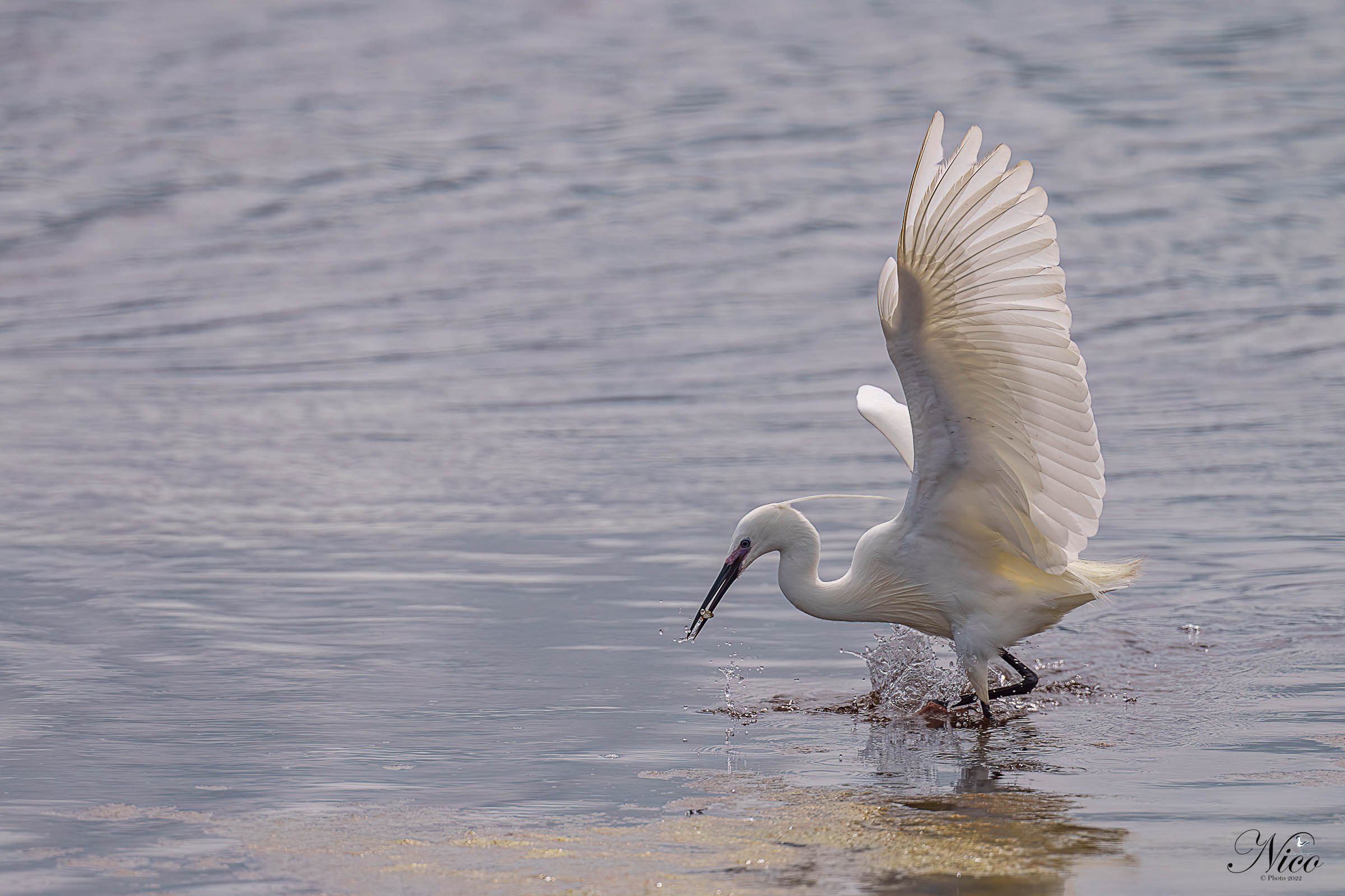 Egret with the little fish...