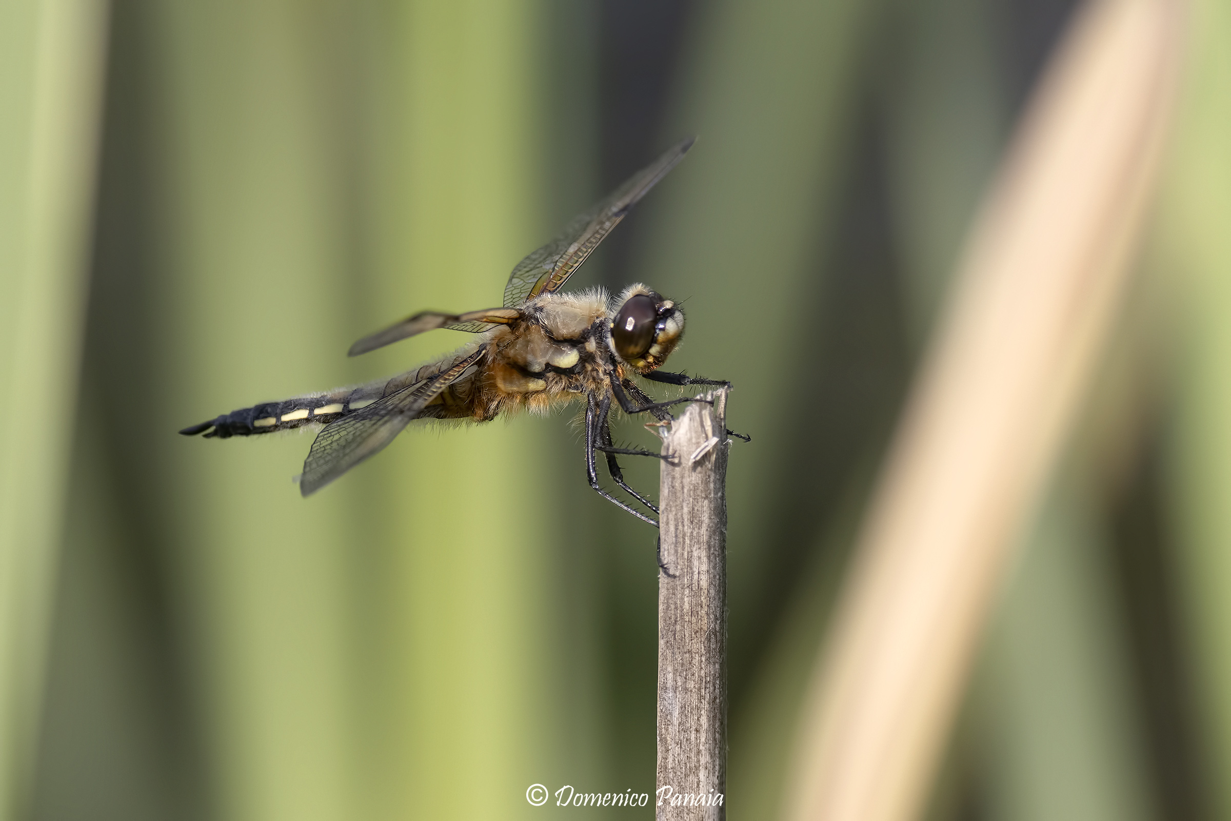 four-spotted dragonfly...