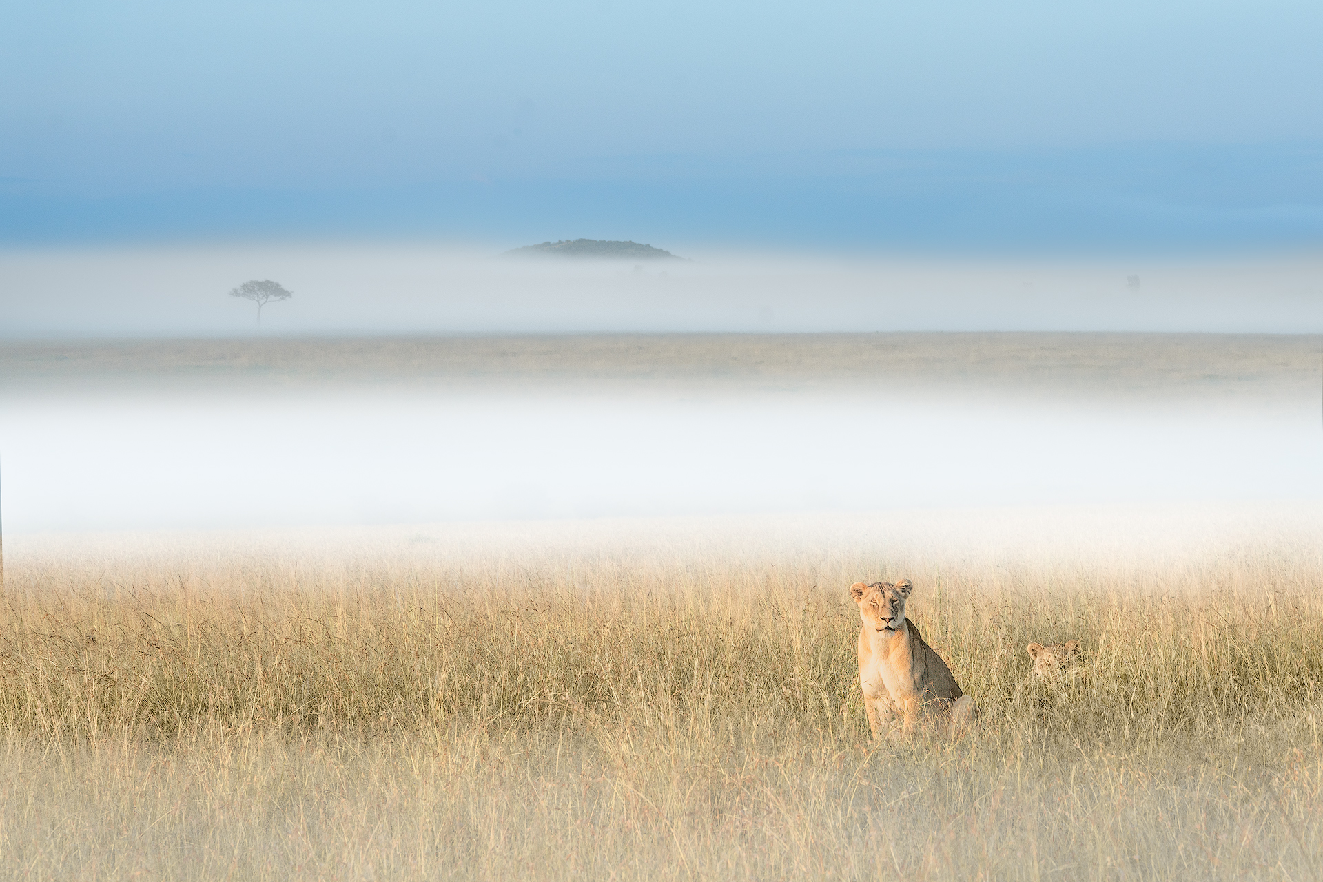 Lioness in the fog...