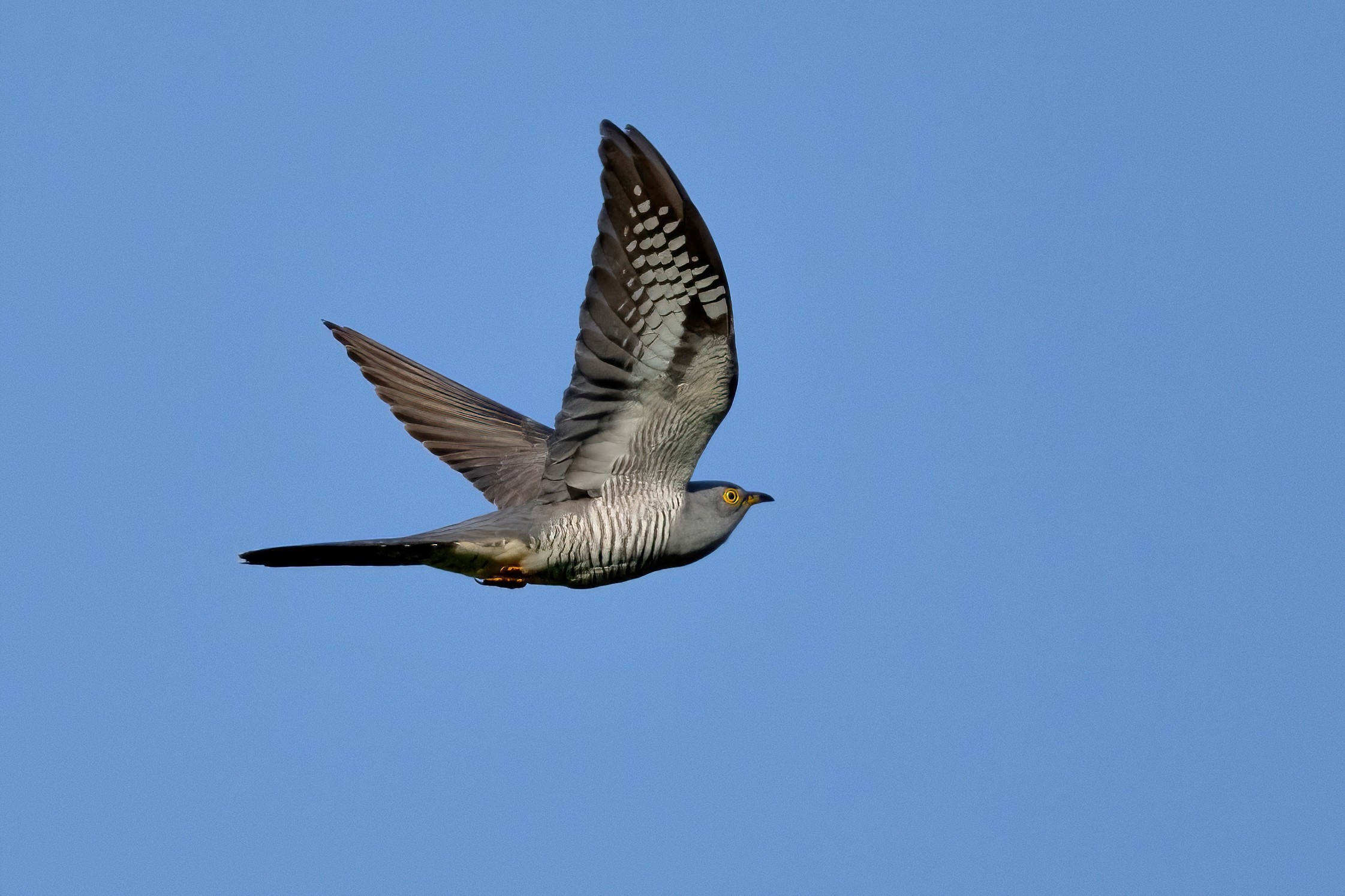 Cuckoo (Cuculus canorus) ...