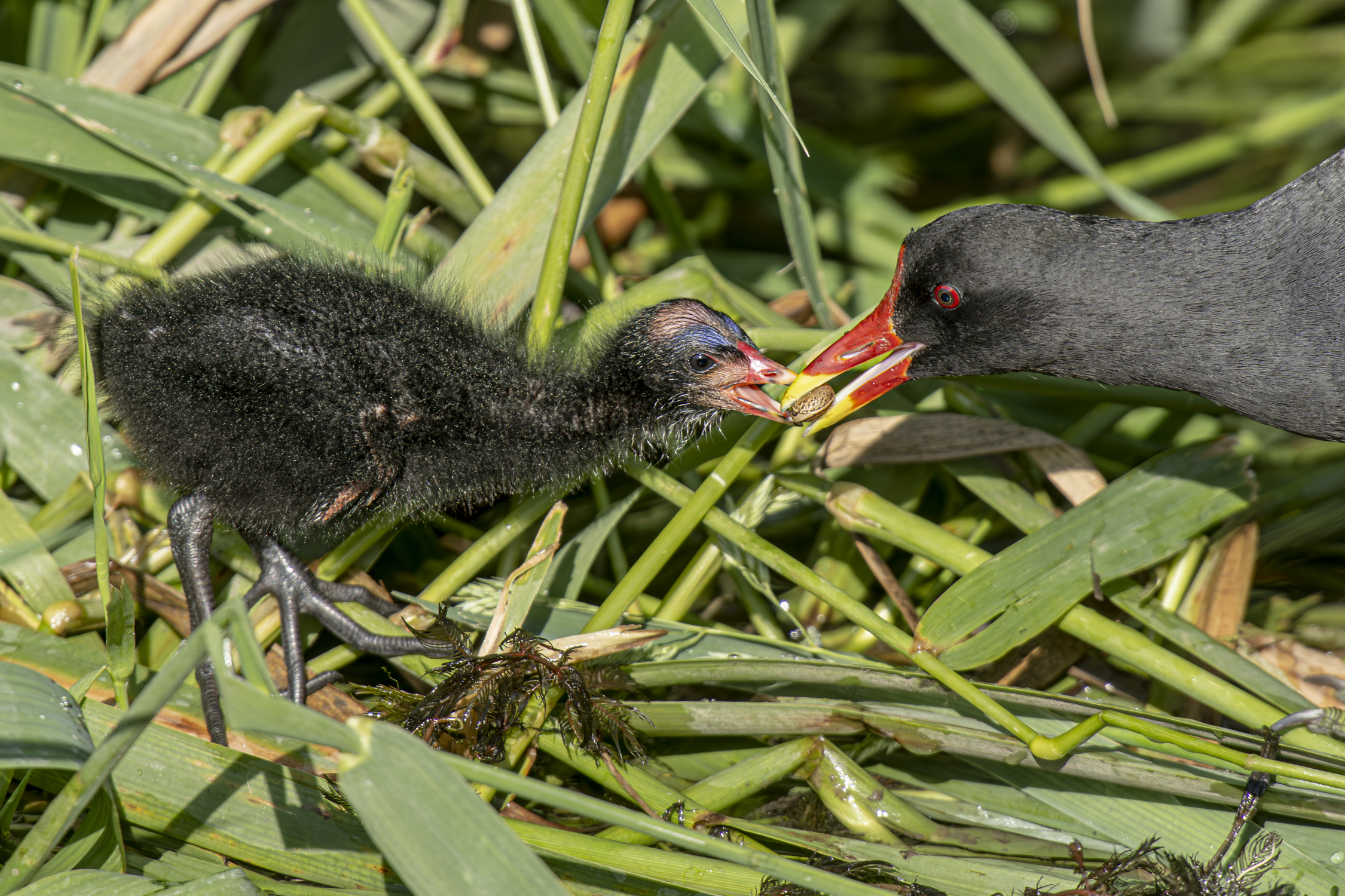 Moorhen with chick...