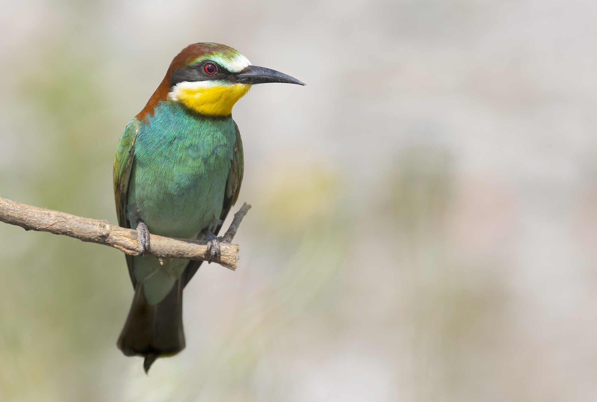 Bee-eater in white...