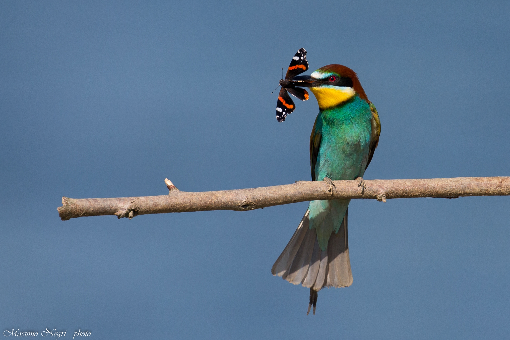 The capture of the bee-eater...