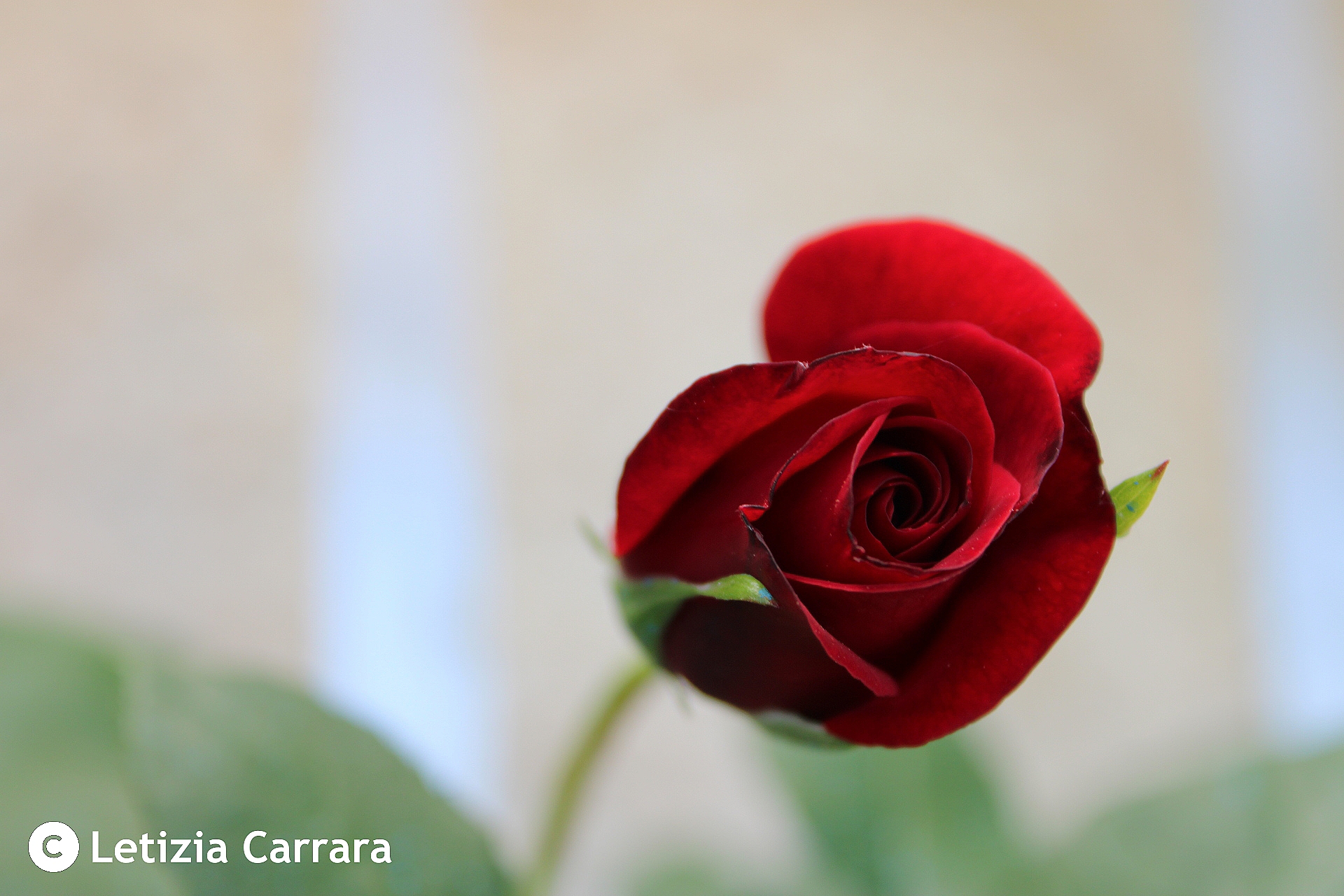 Birth of a red rose...