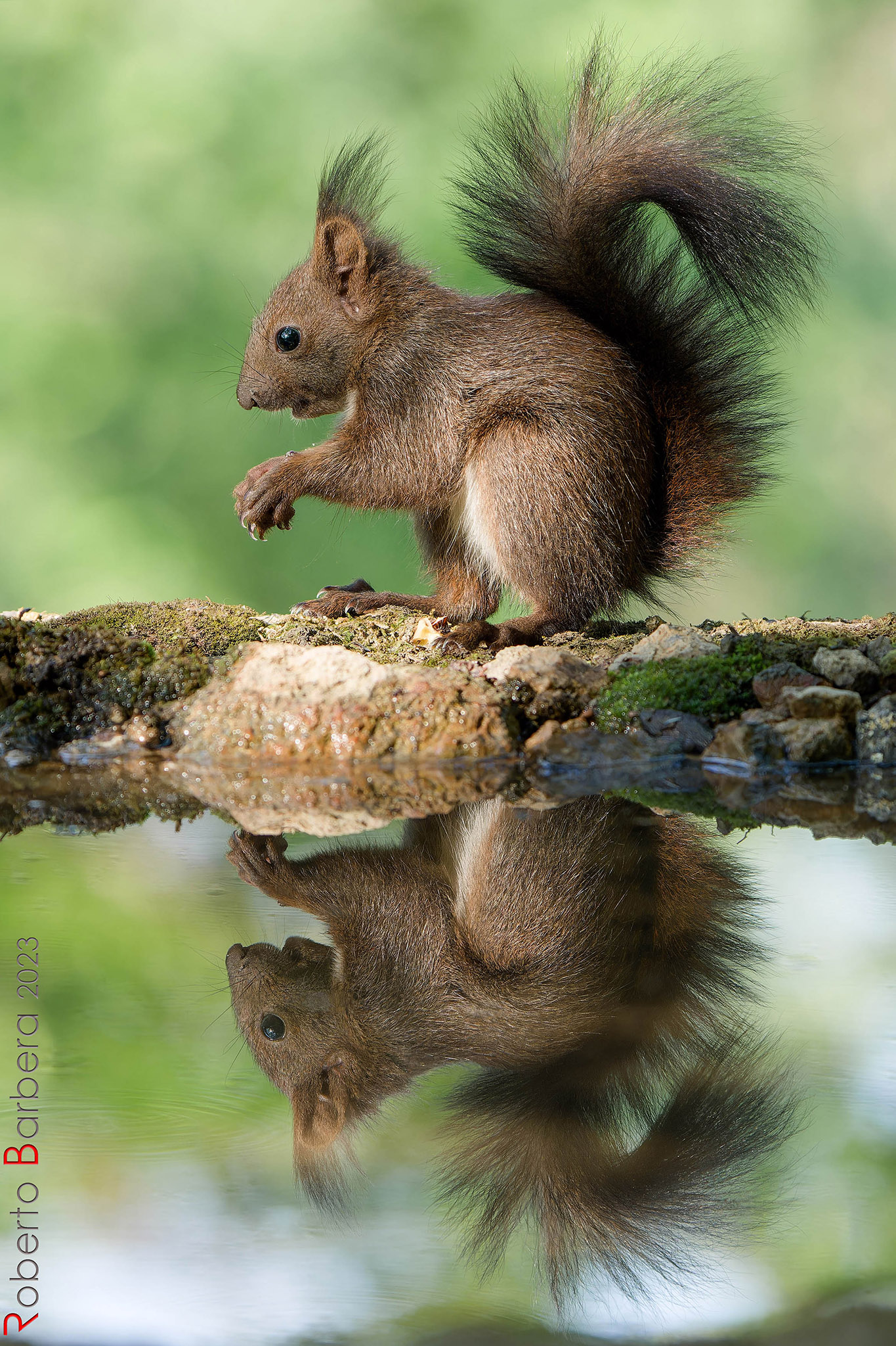 Squirrel at watering...