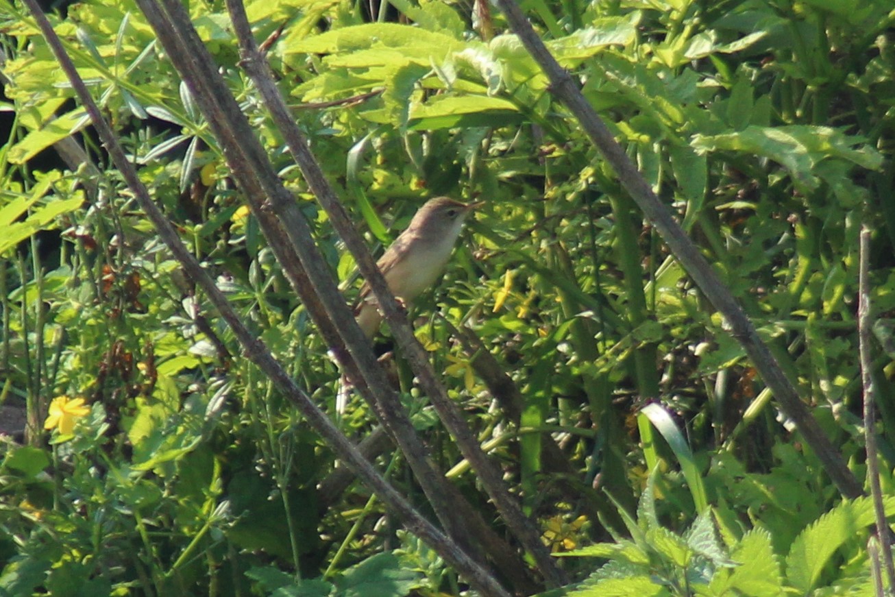 greenish reed warbler...
