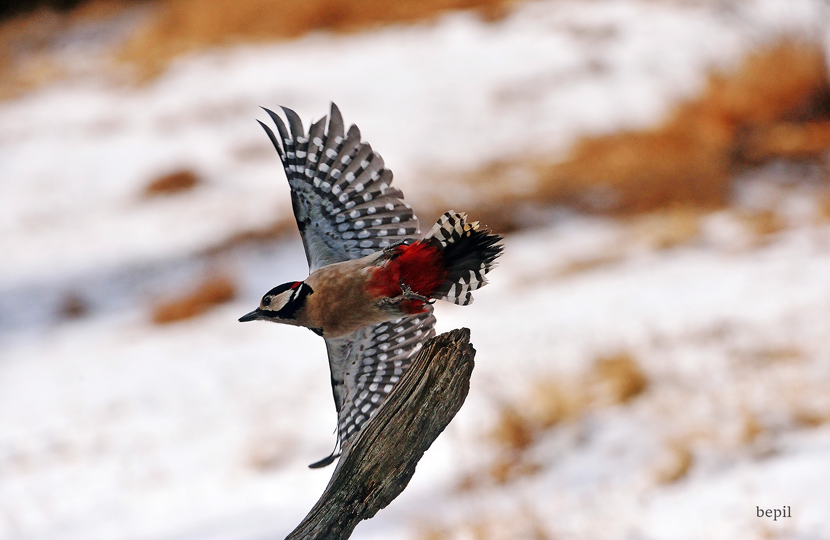The flight of the woodpecker...