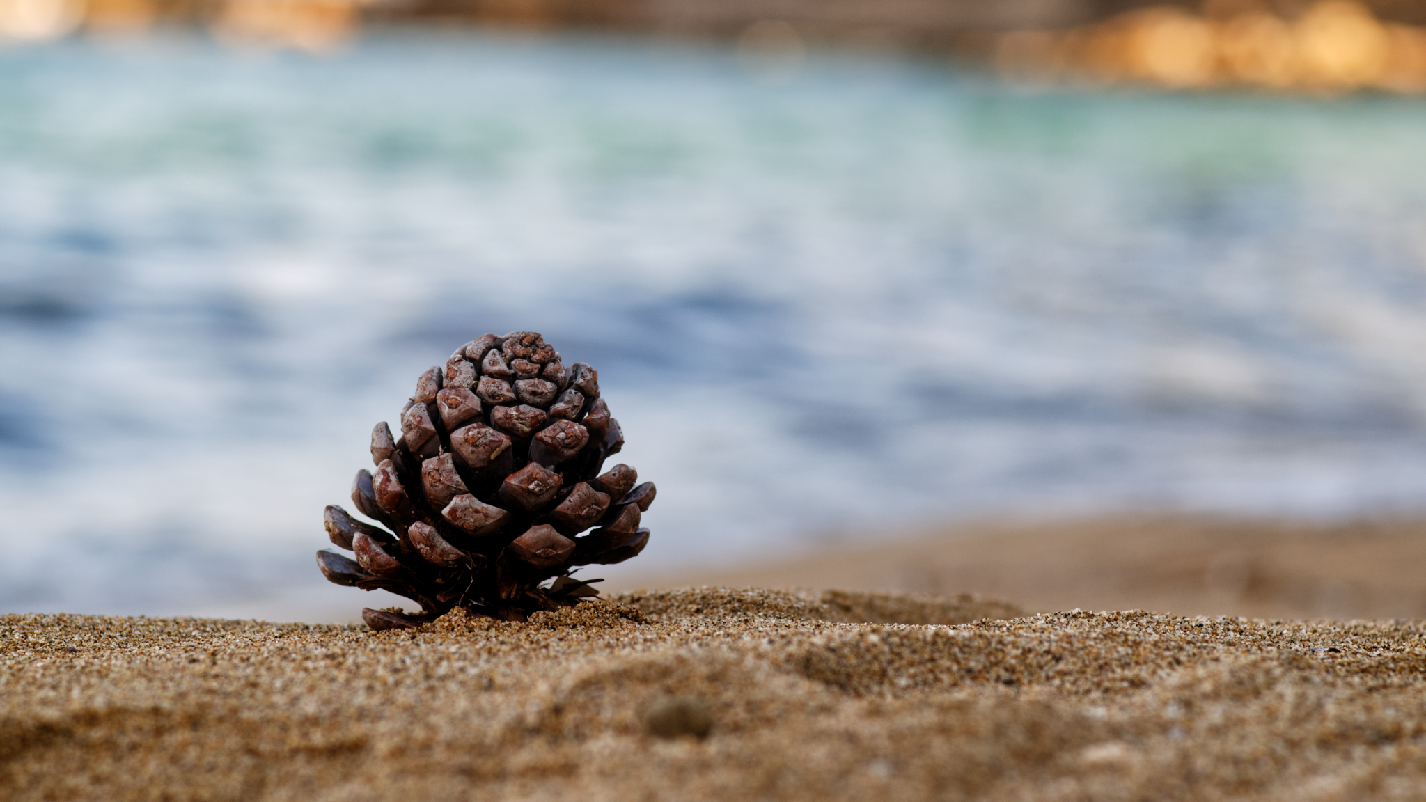 Solitary Pine Cone...