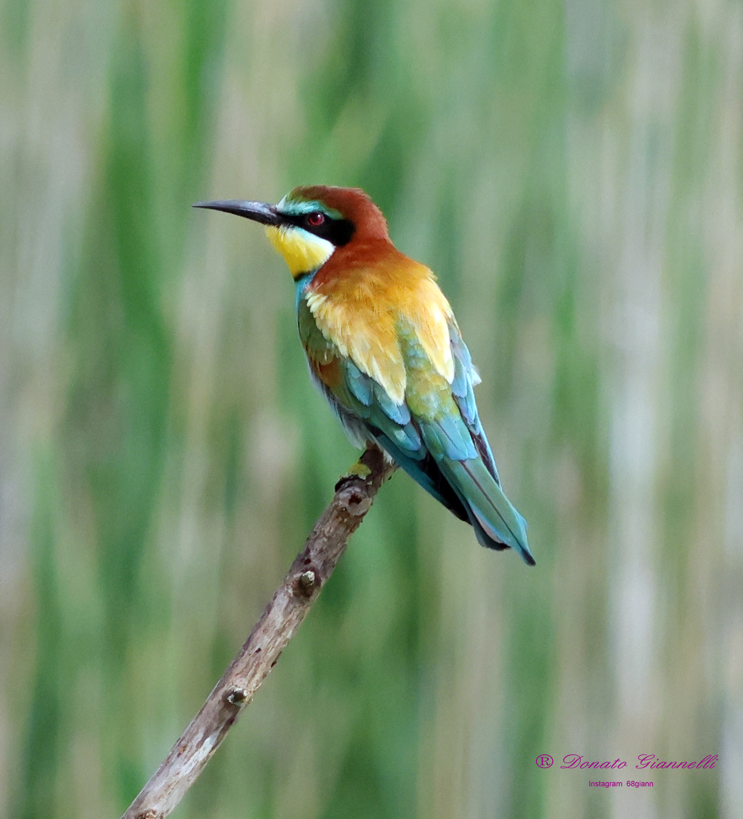 Bee-eater Park of the plain Sesto F.no (Fi)...