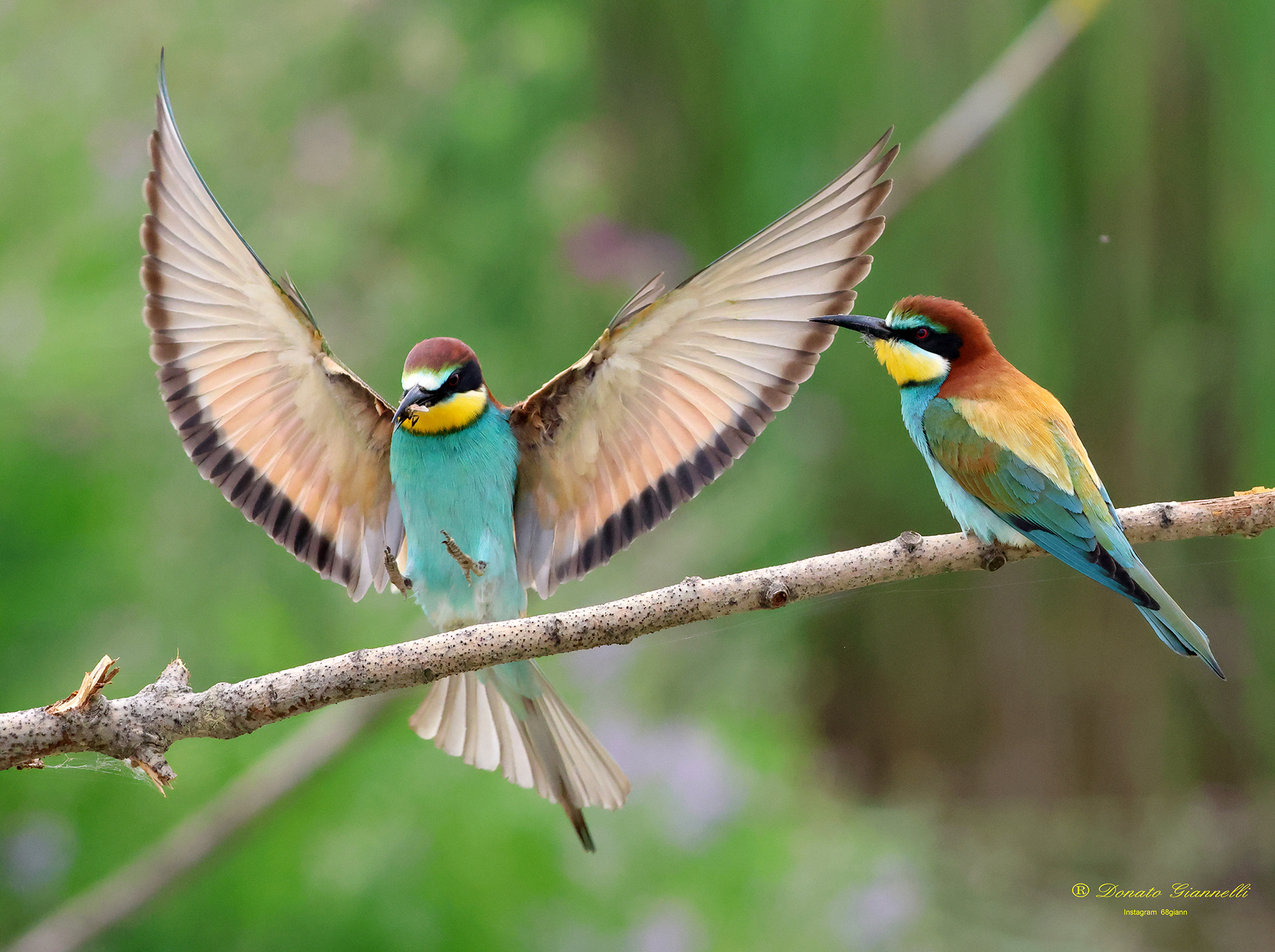 Bee-eaters Park of the plain Sesto F.no (Fi)...