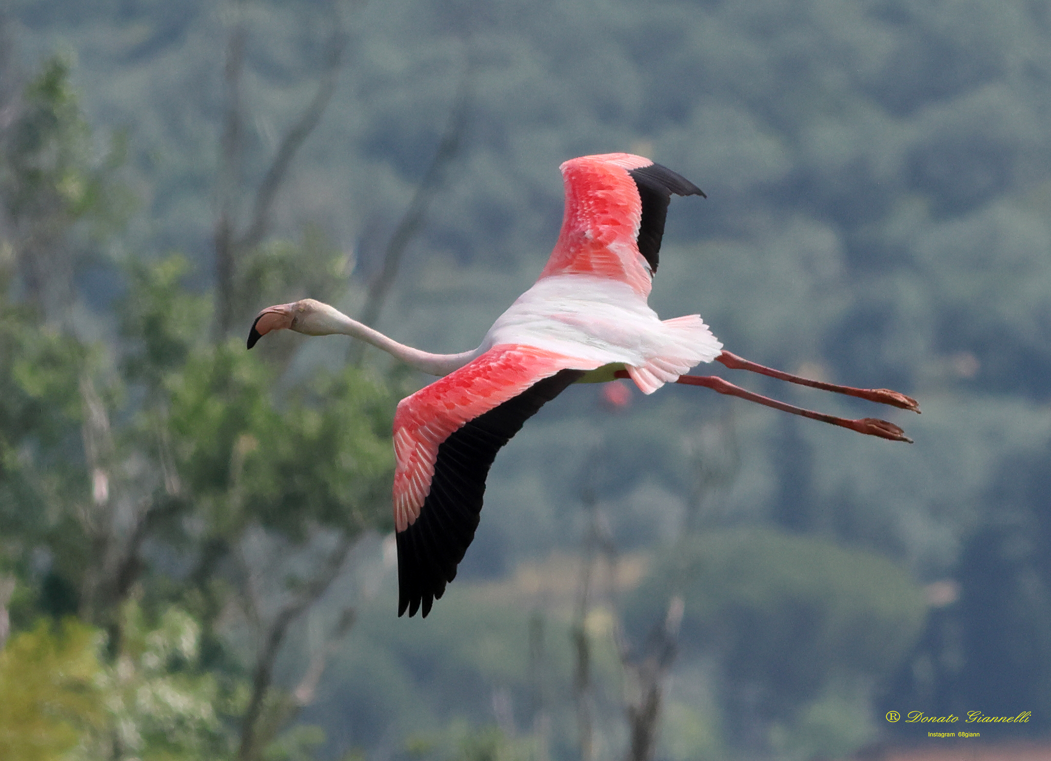Pink flamingo Park of the plain Sesto F.no (Fi)...