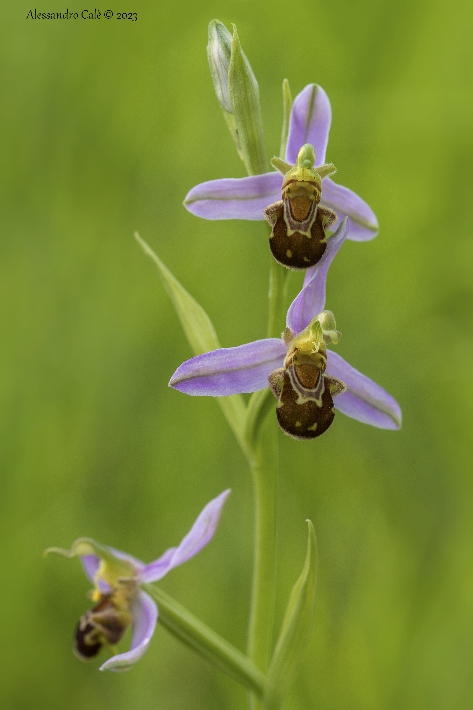 Ophrys apifera 8650...