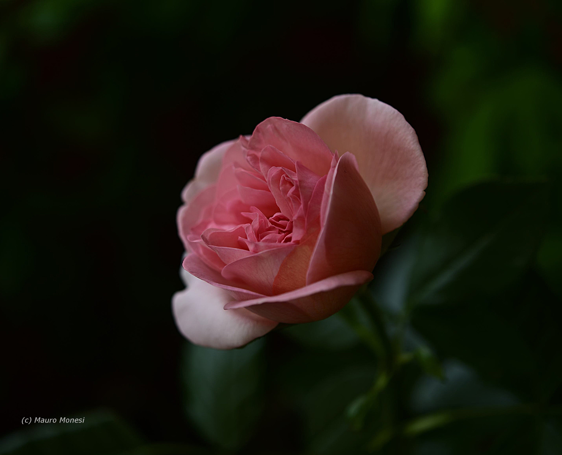 Pink rose...