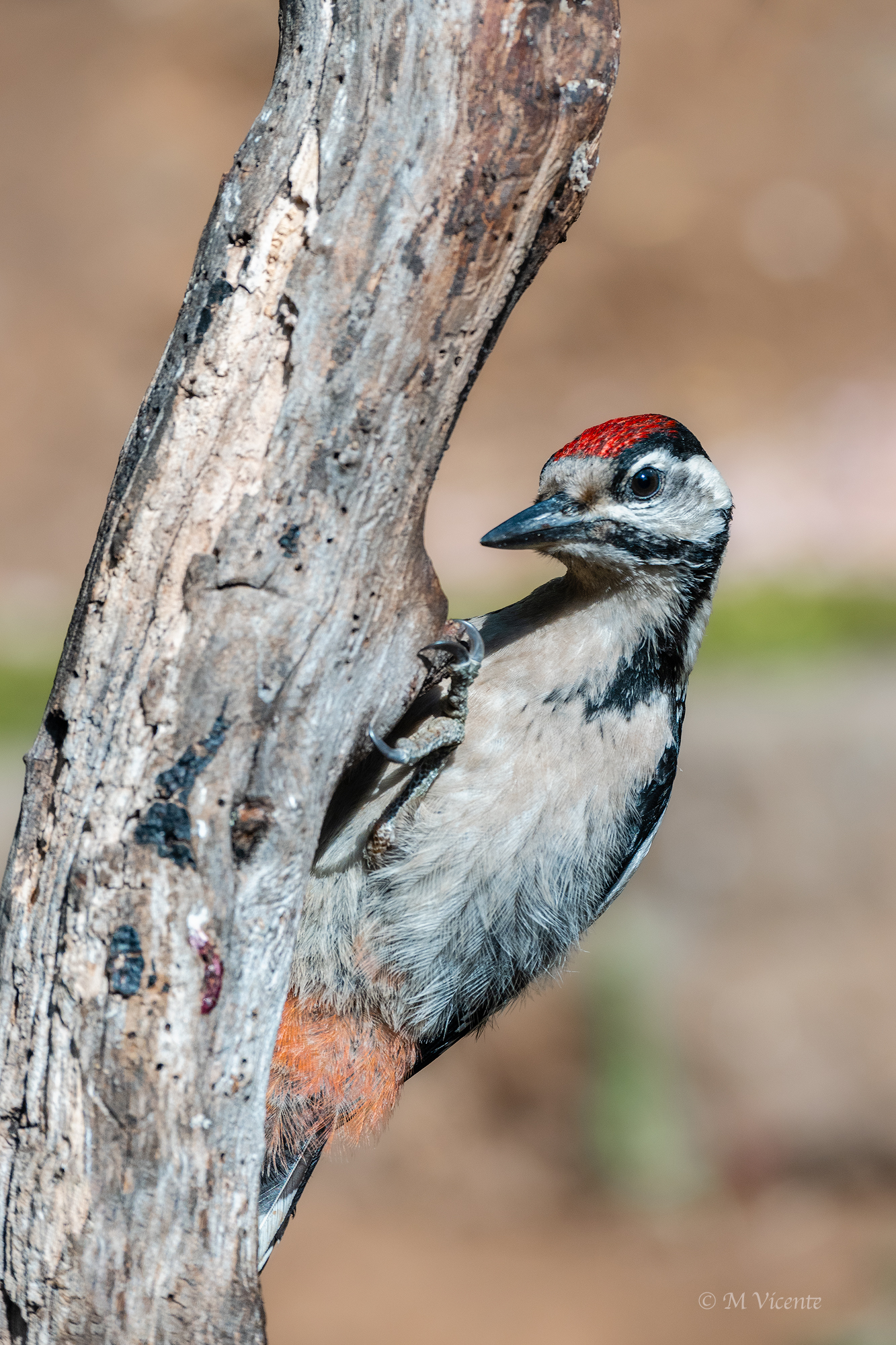 Young great spotted woodpecker...
