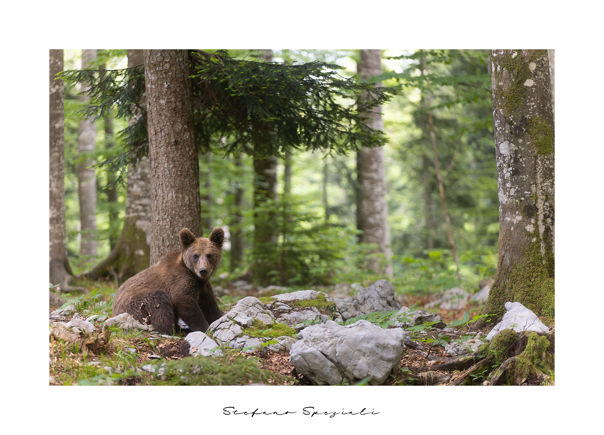 European brown bear - Ursus arctos arctos...