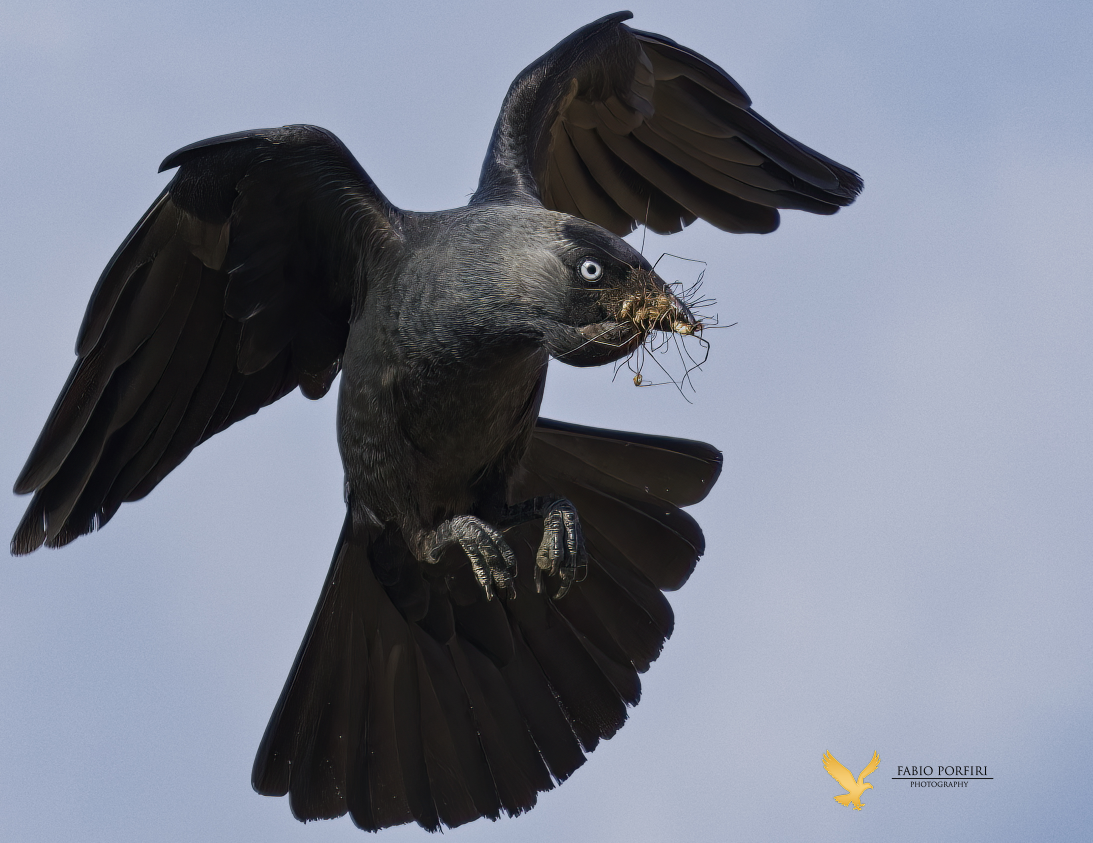 But what did he take? ---Jackdaw ...
