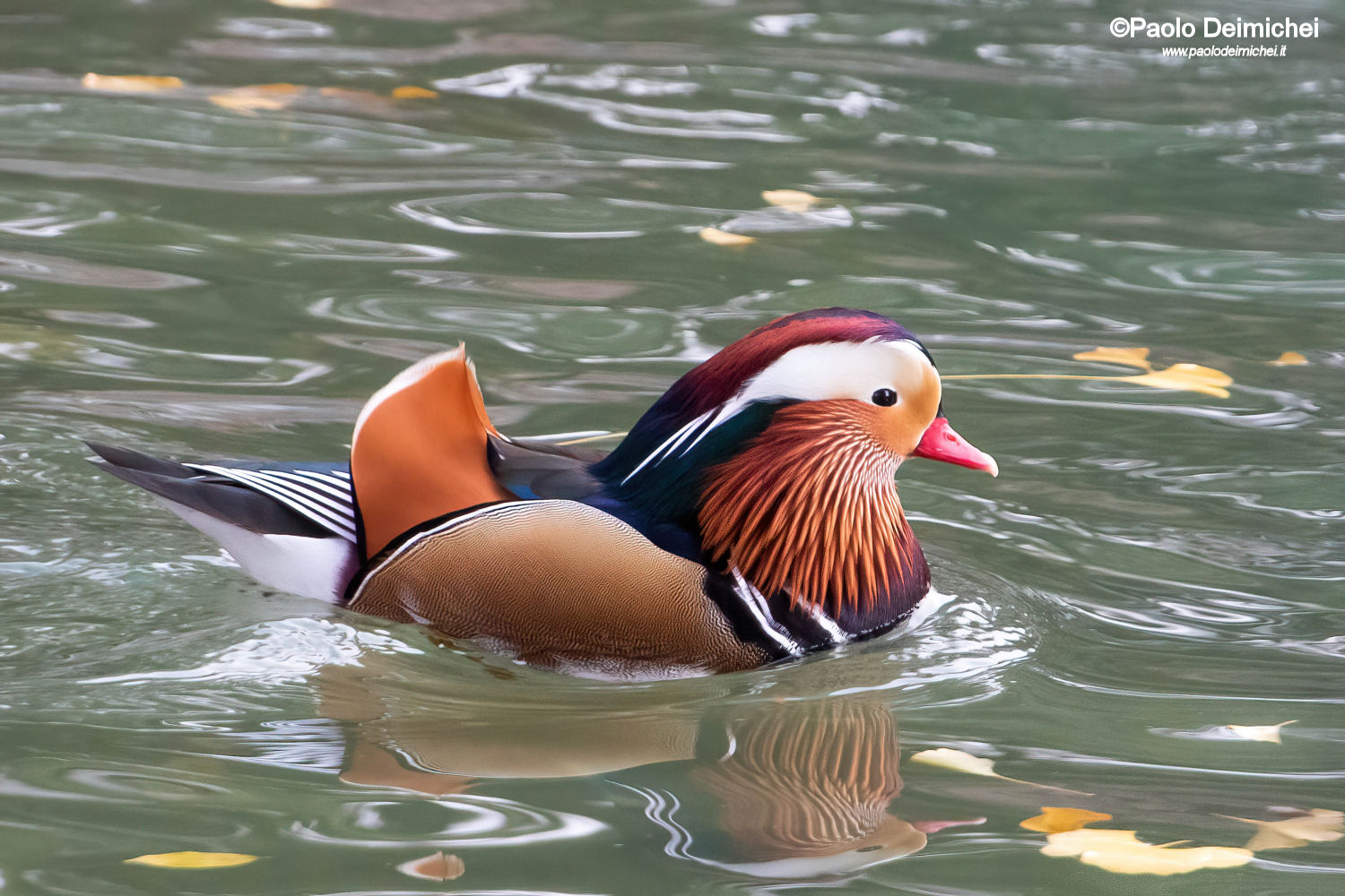 The colorful Mandarin Duck in Rovereto (Trentino)...