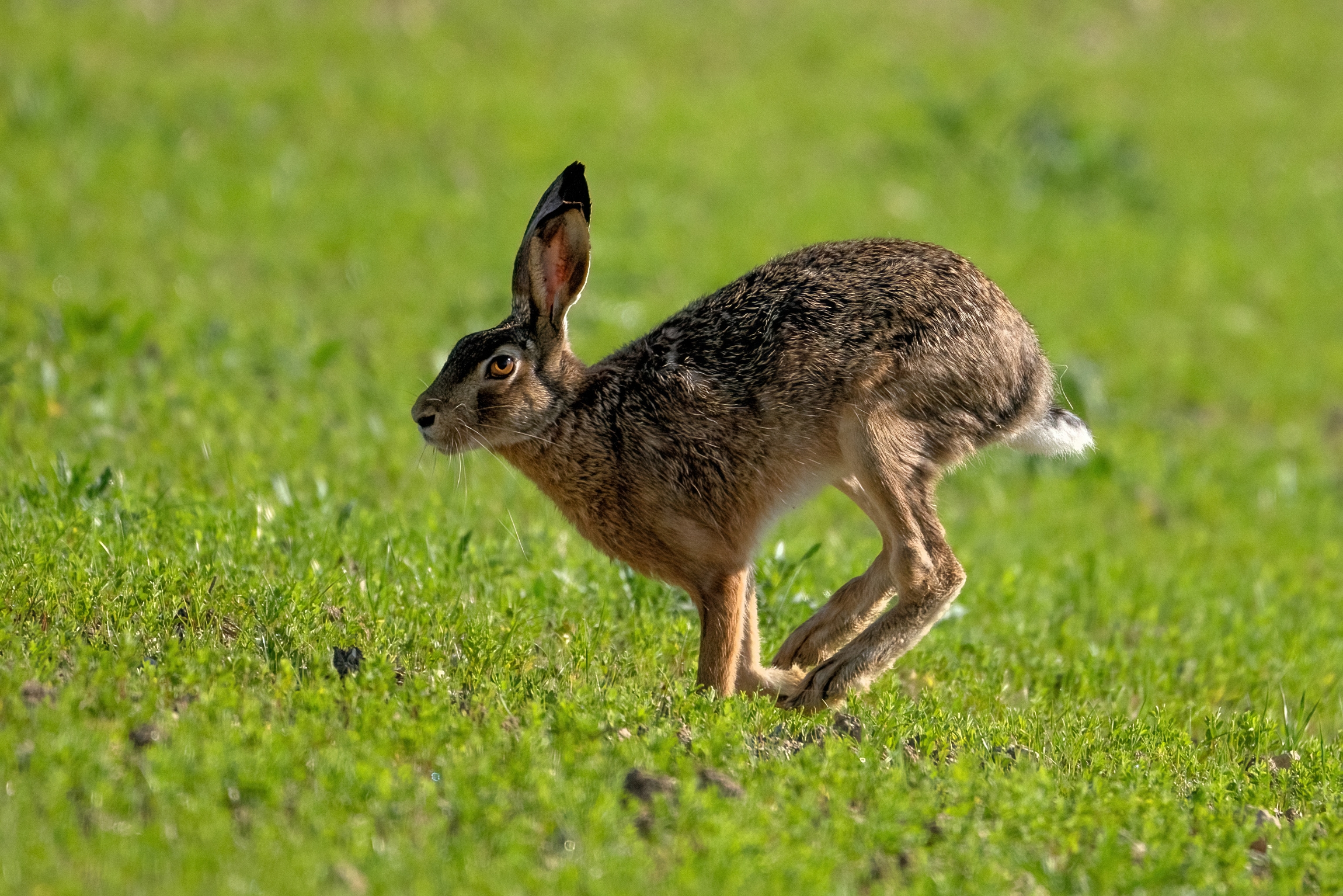 Running hare...