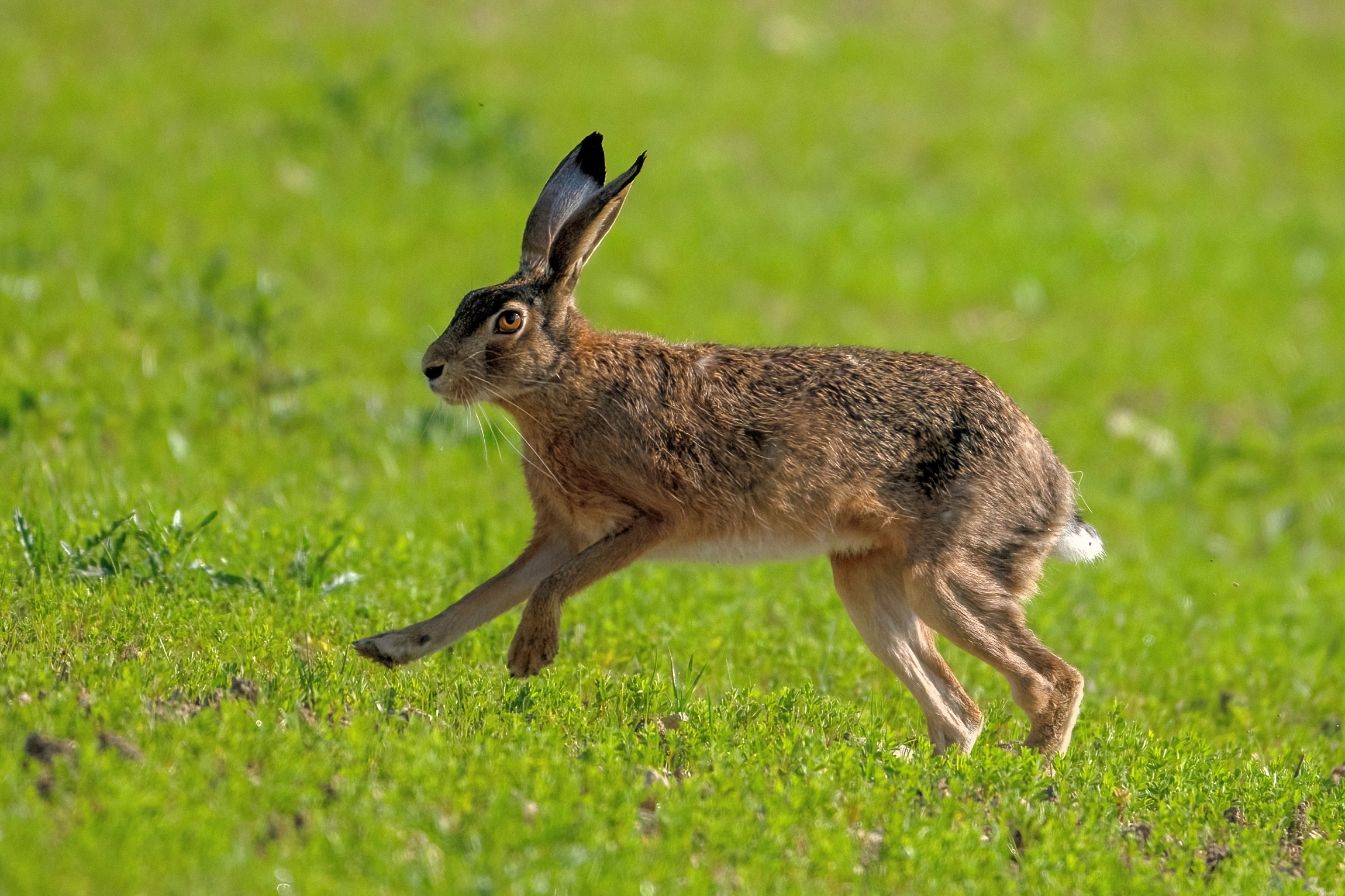 Common hare (Lepus europaeus)...