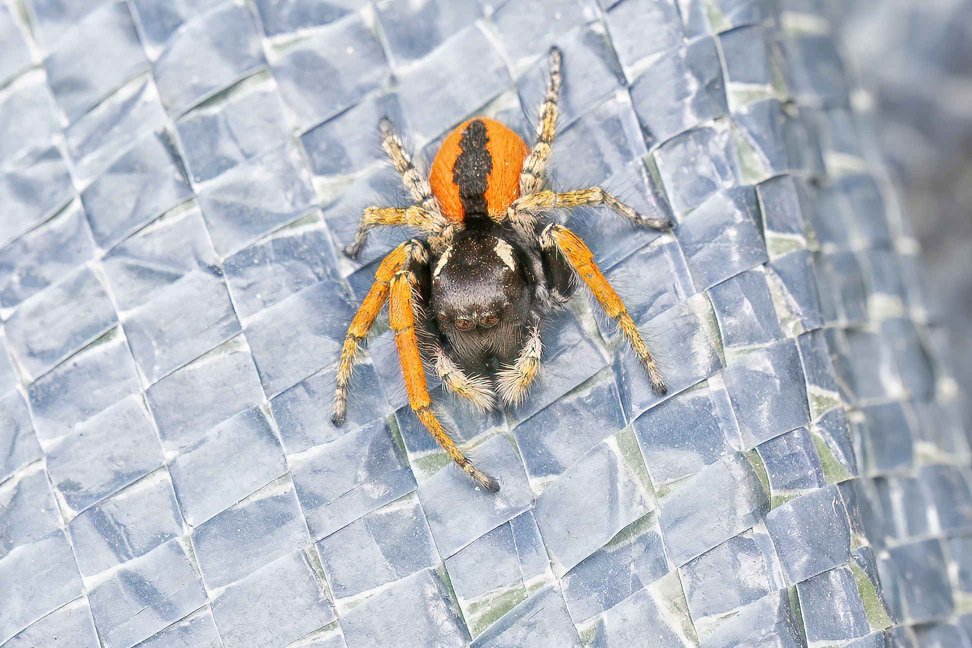 Philaeus chrysops - red jumping spider...