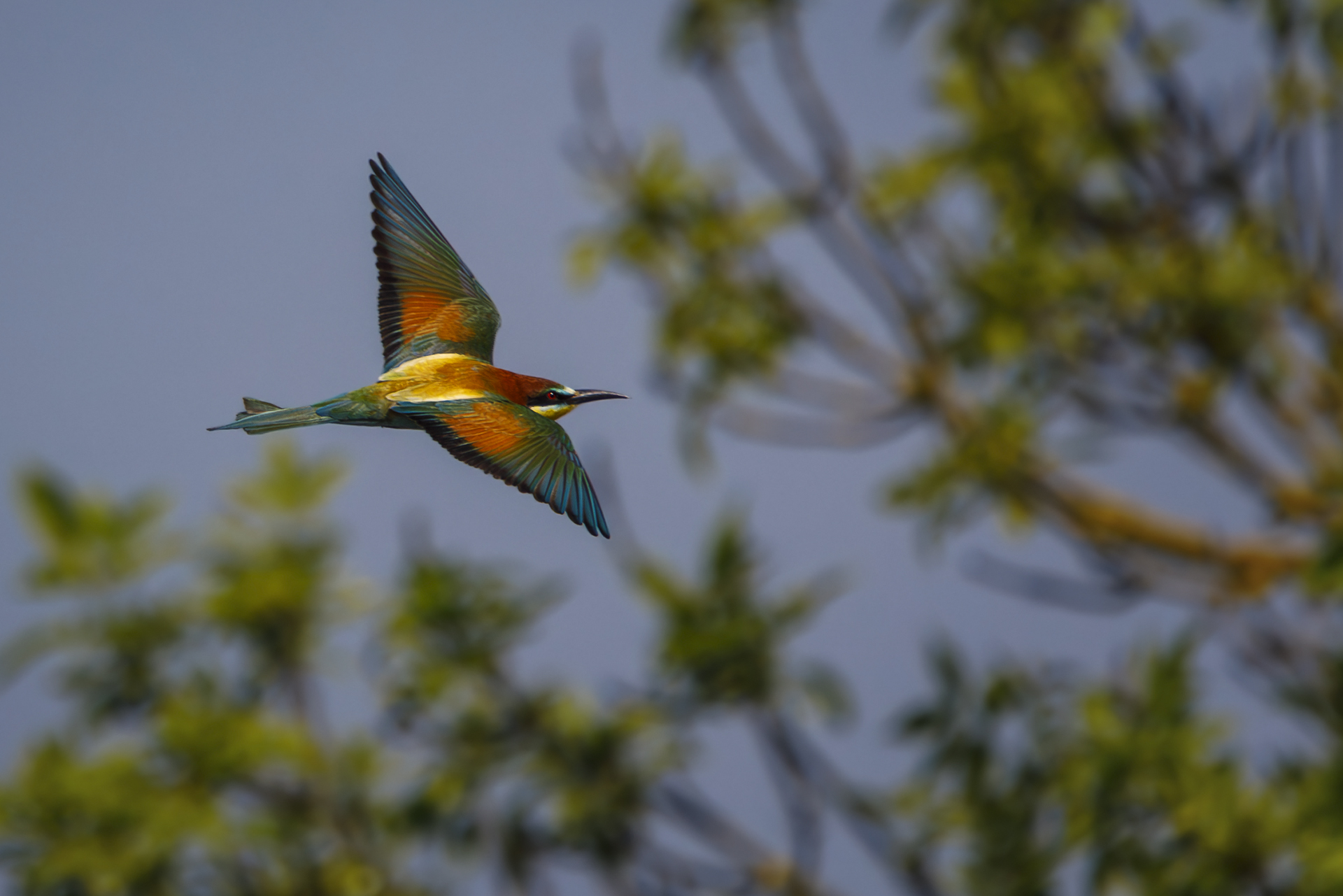 Bee-eater 3...