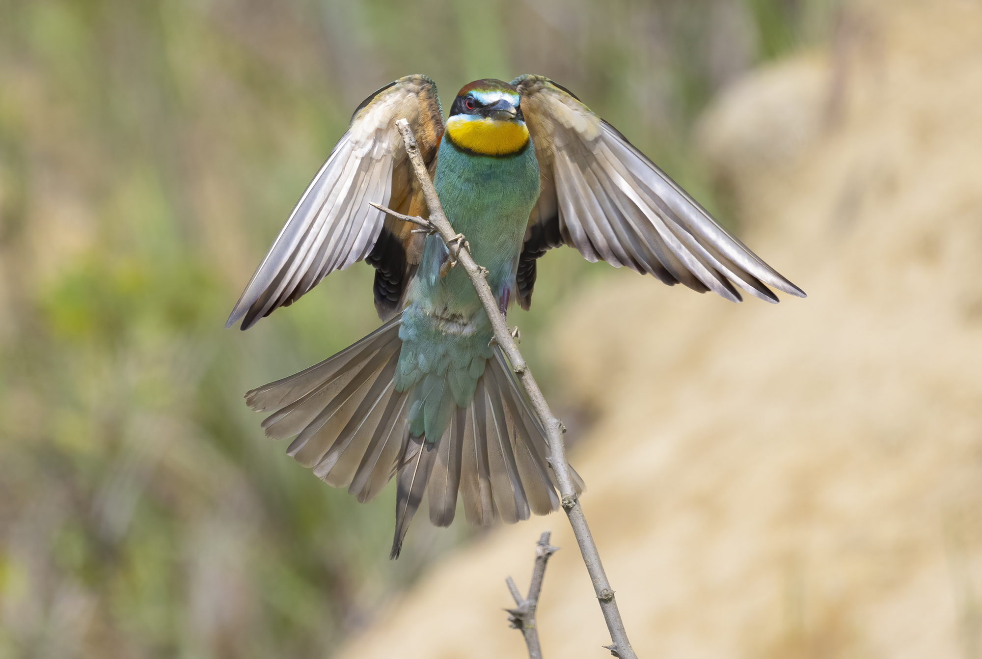 concentrated in landing, bee-eater...