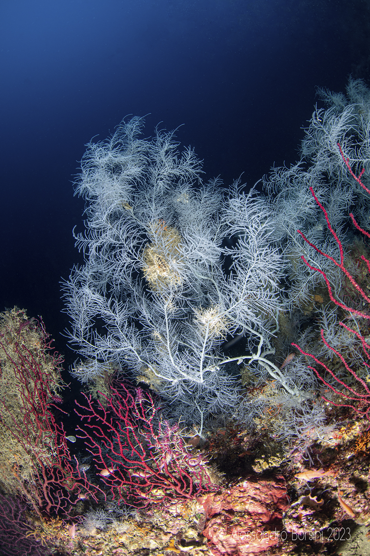 Black coral (Atipathella subpinnata)...
