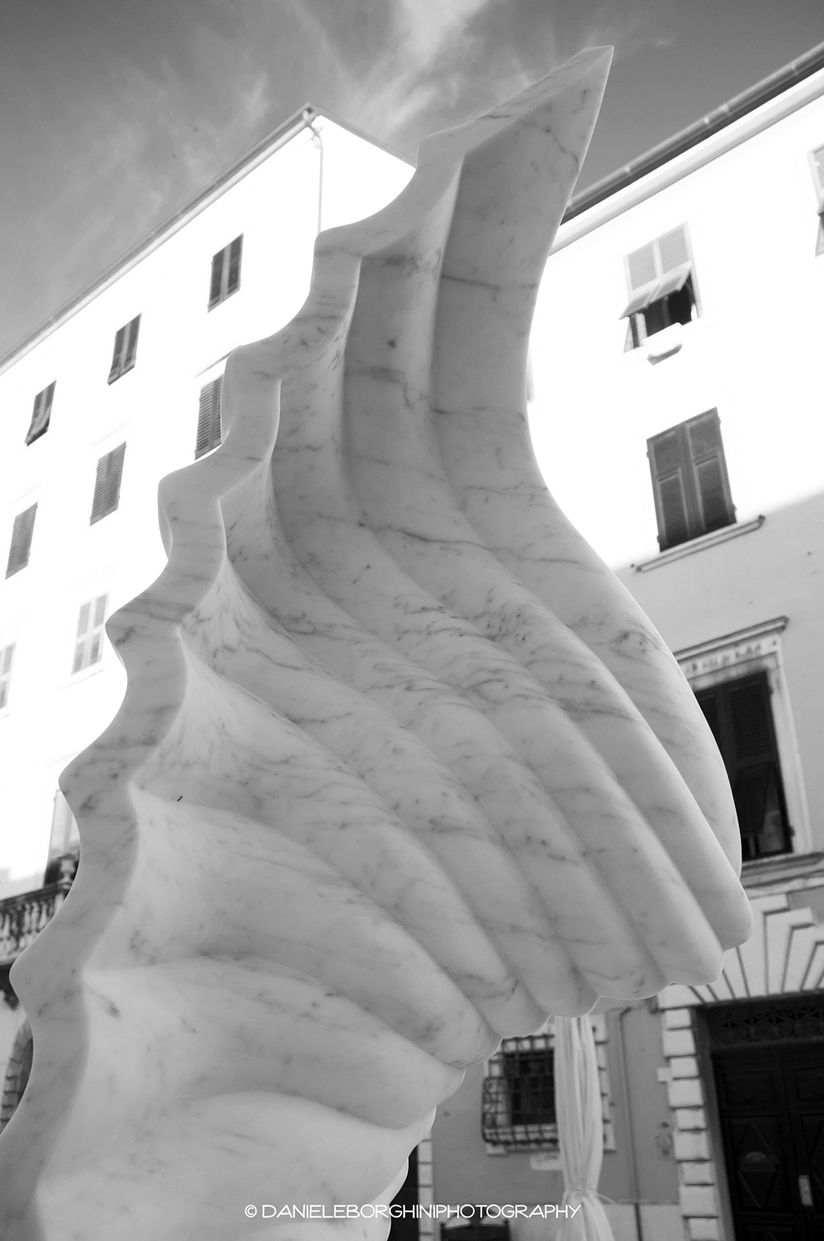 Marble wing...