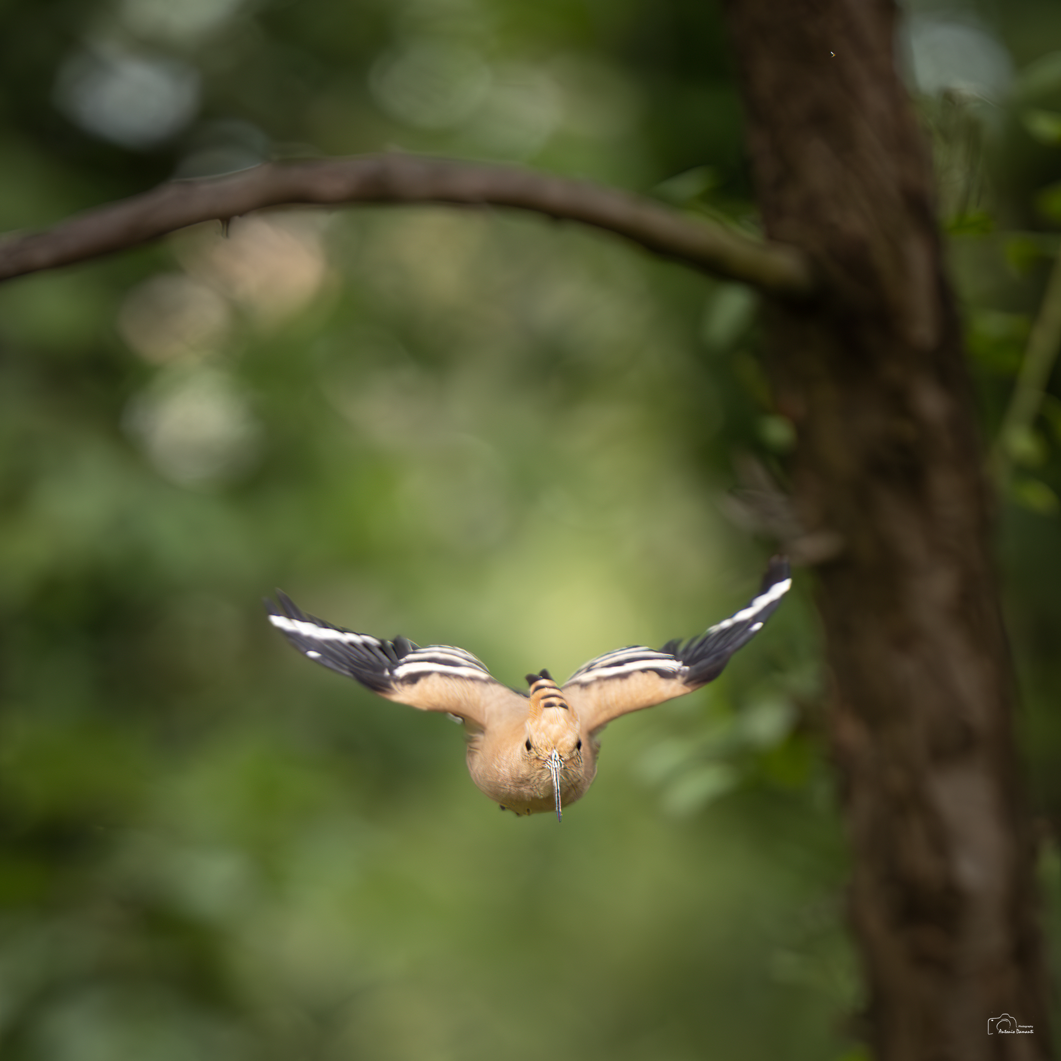 Hoopoe flying from the branch...