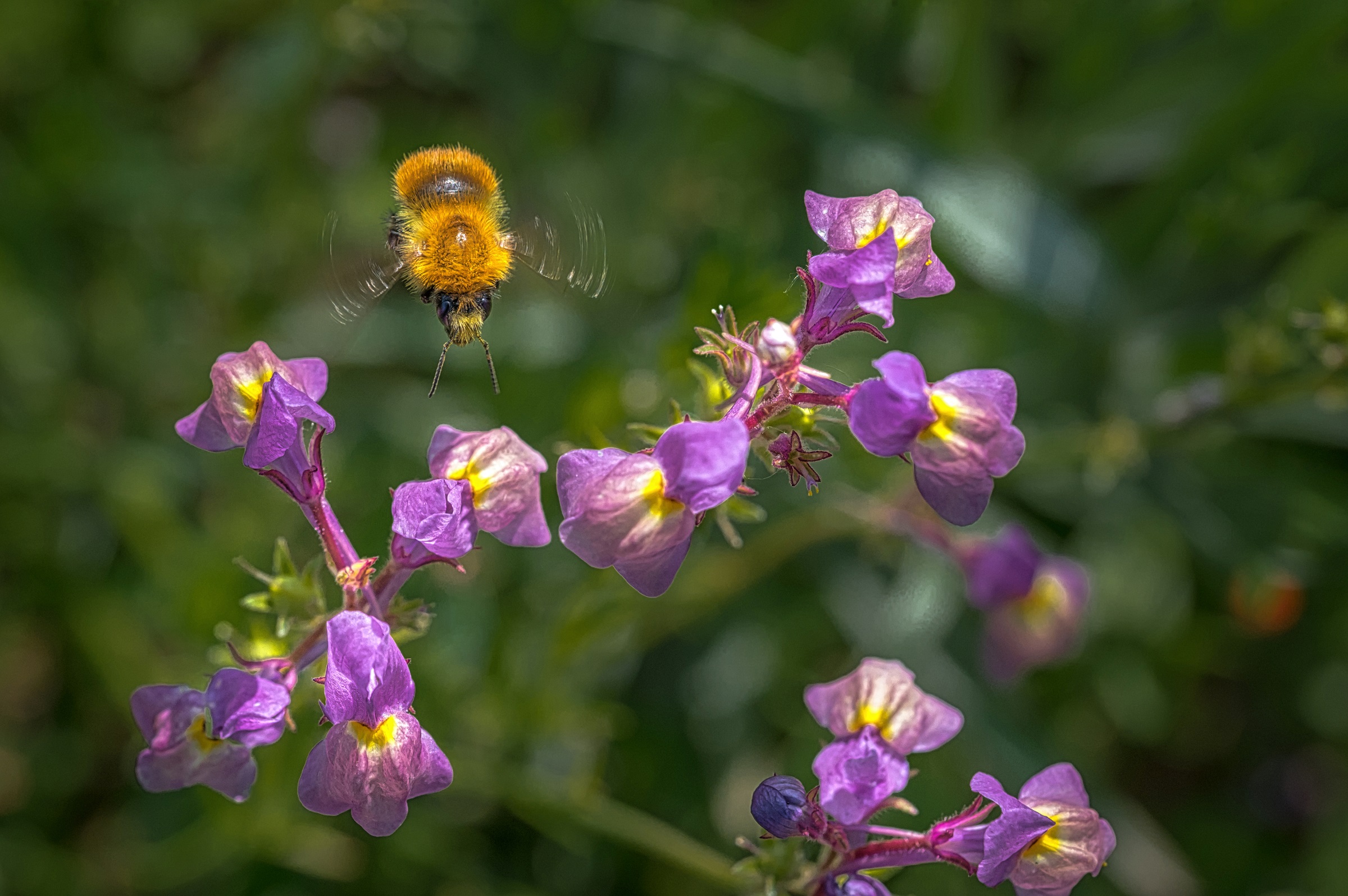 The flight of the Bumblebee...