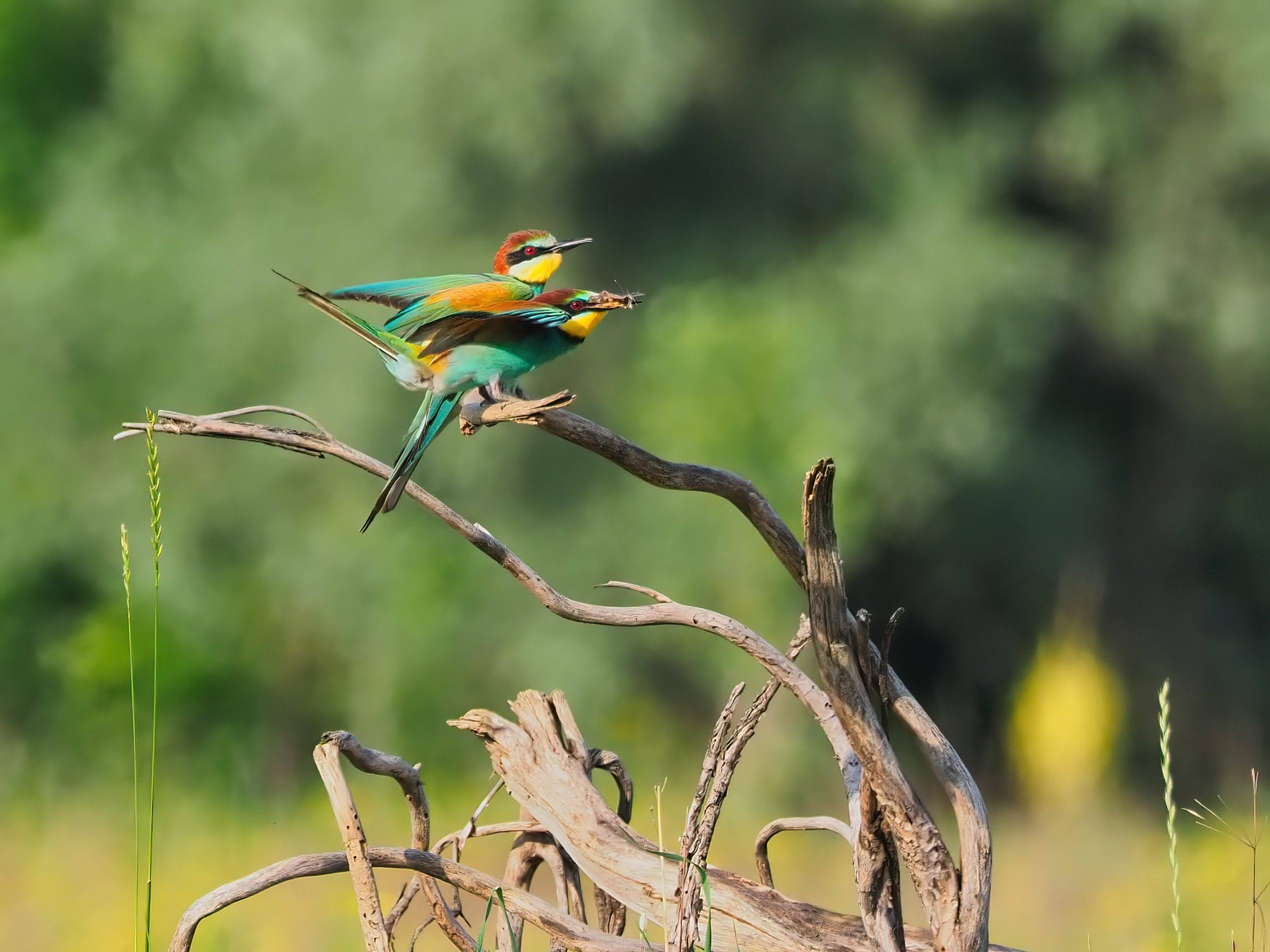 Bee-eaters (the gift)...