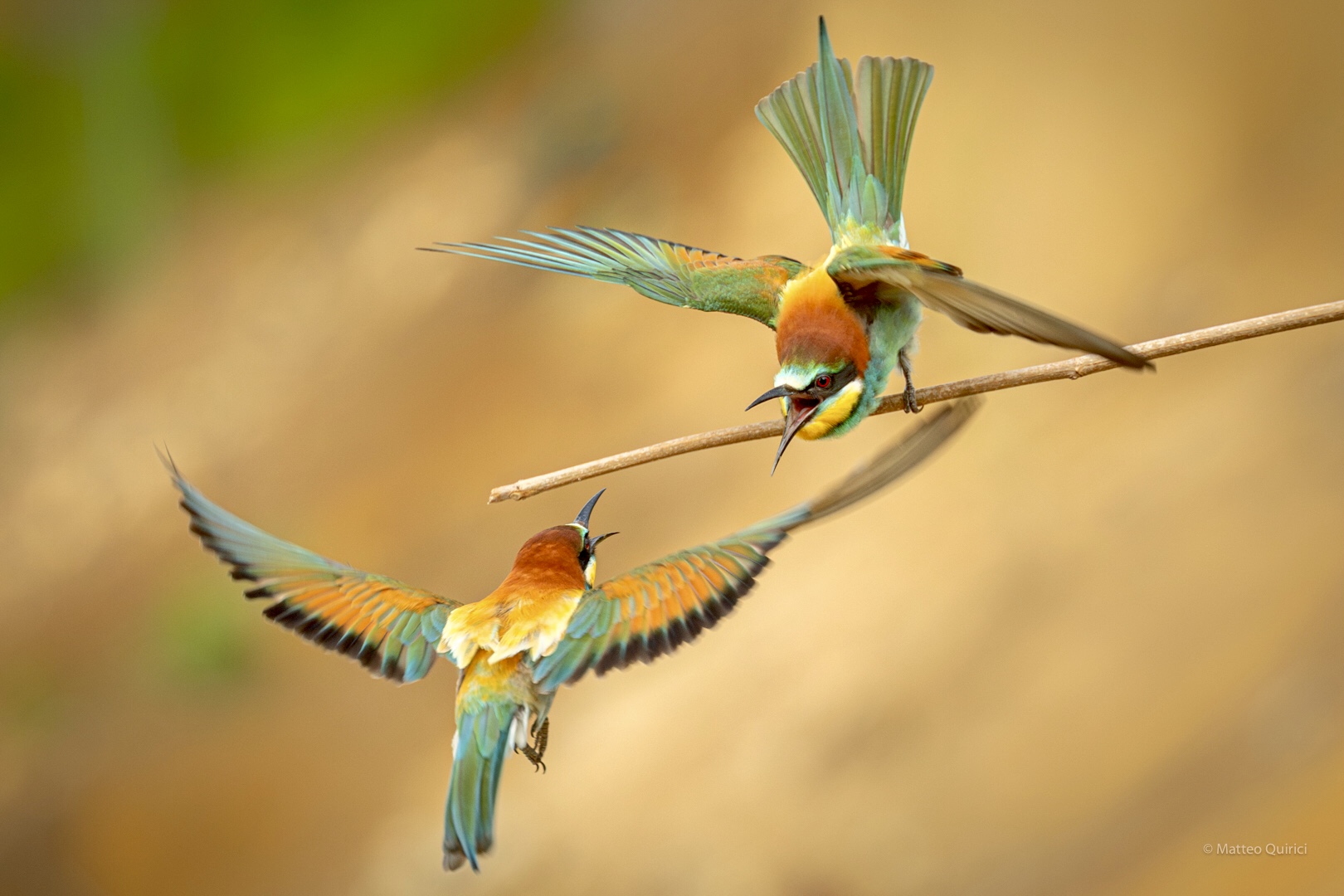 Quarrels between Bee-eaters...