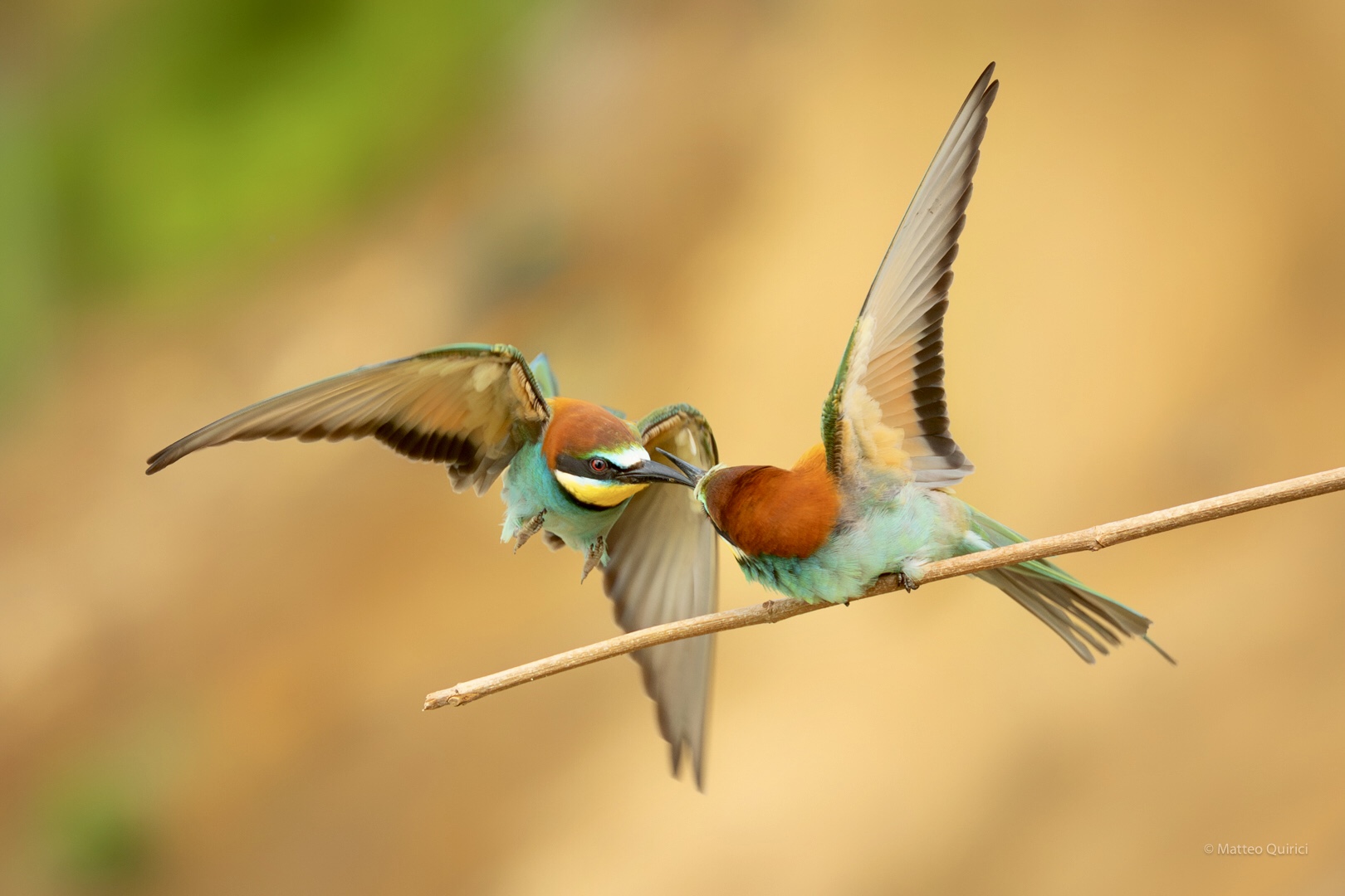 Bee-eater quarrels ...