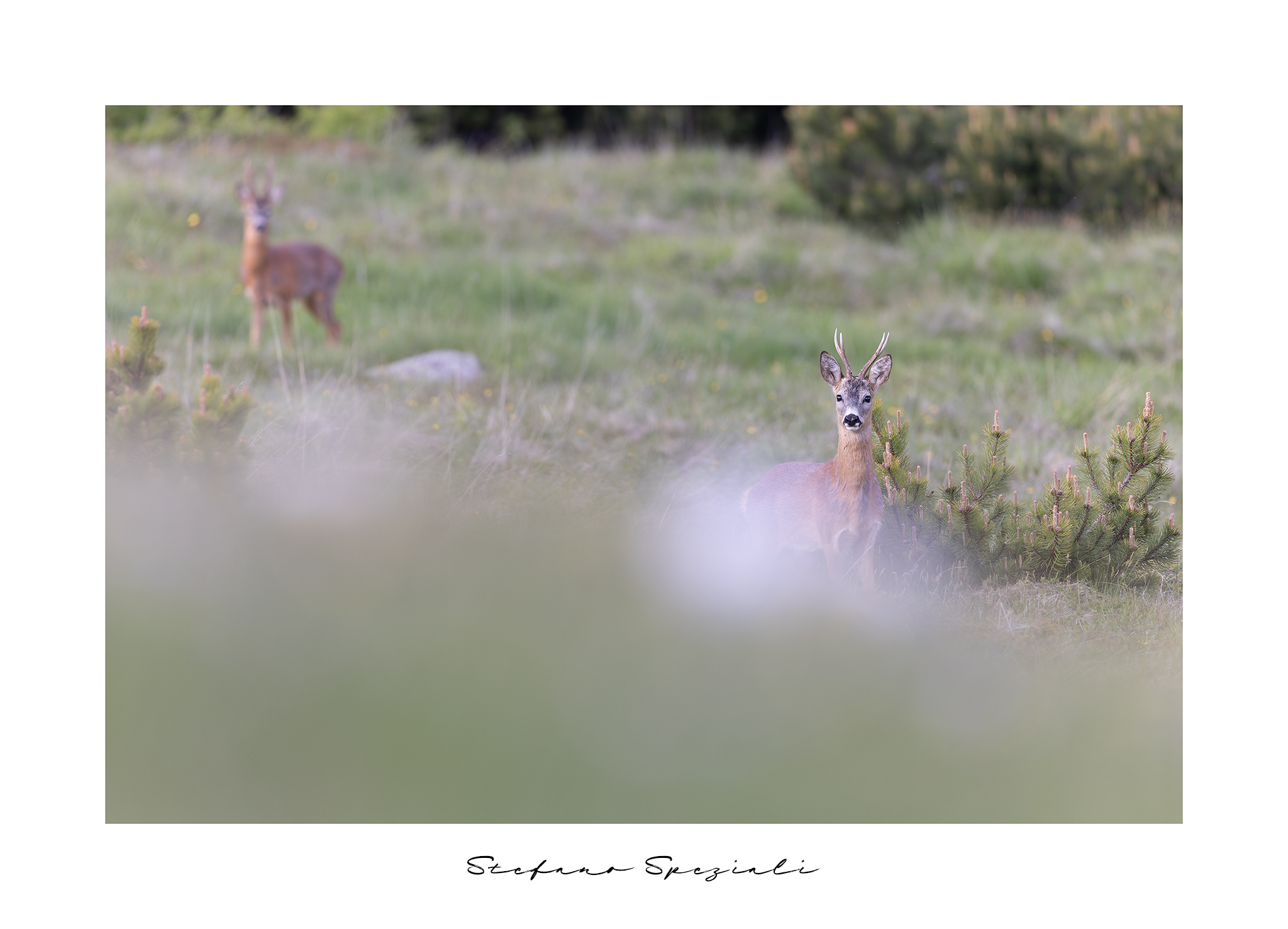 Roe deer - Capreolus capreolus...