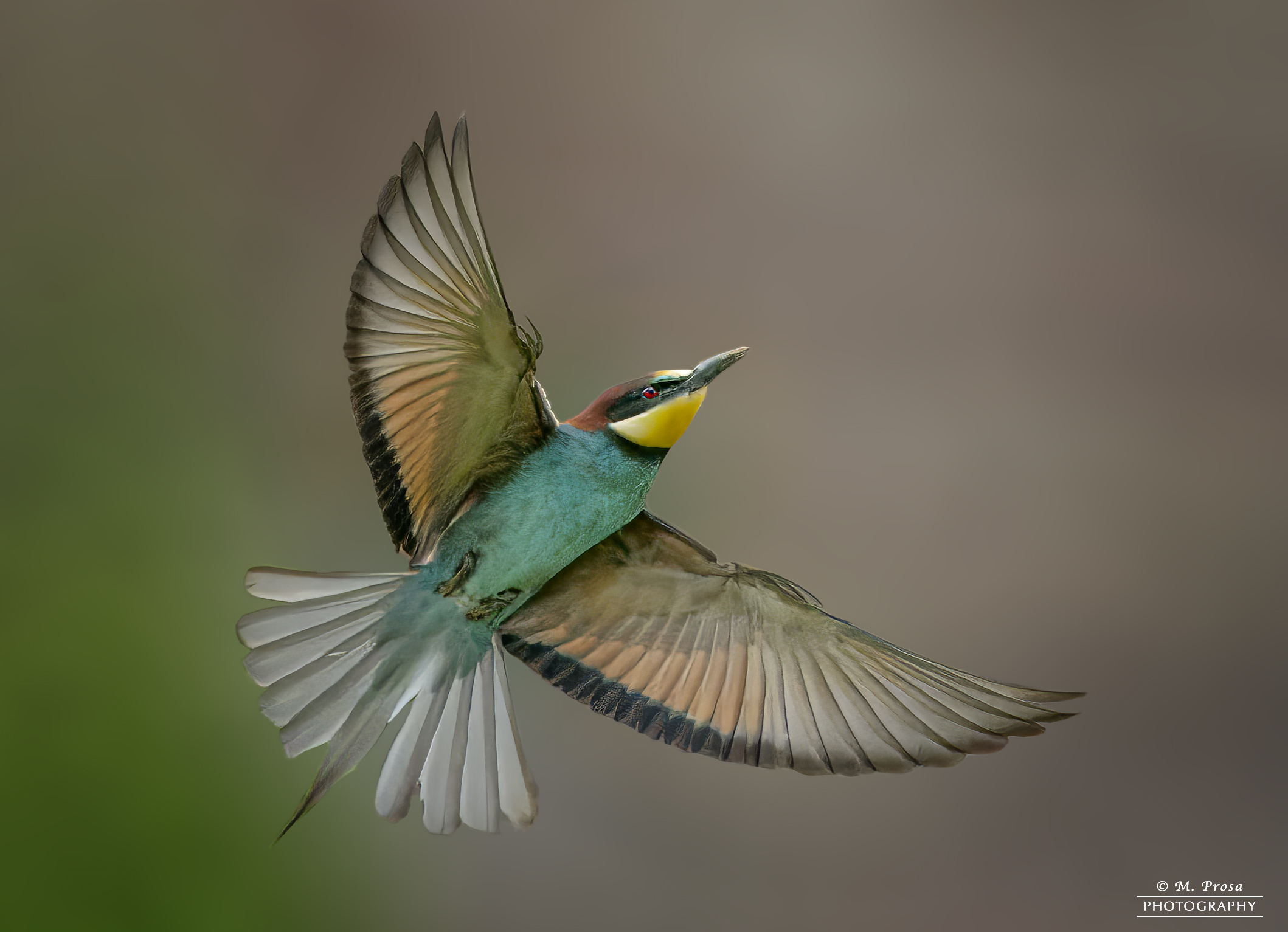 Bee-eater in flight ...